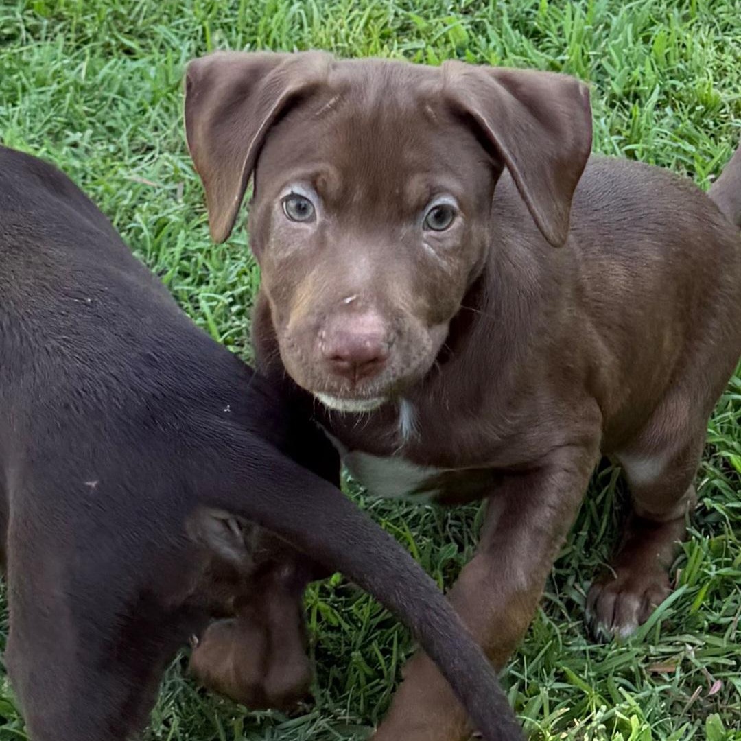 Mousse, a ADOPTABLE Labrador Retriever in Raeford, NC image 4/4