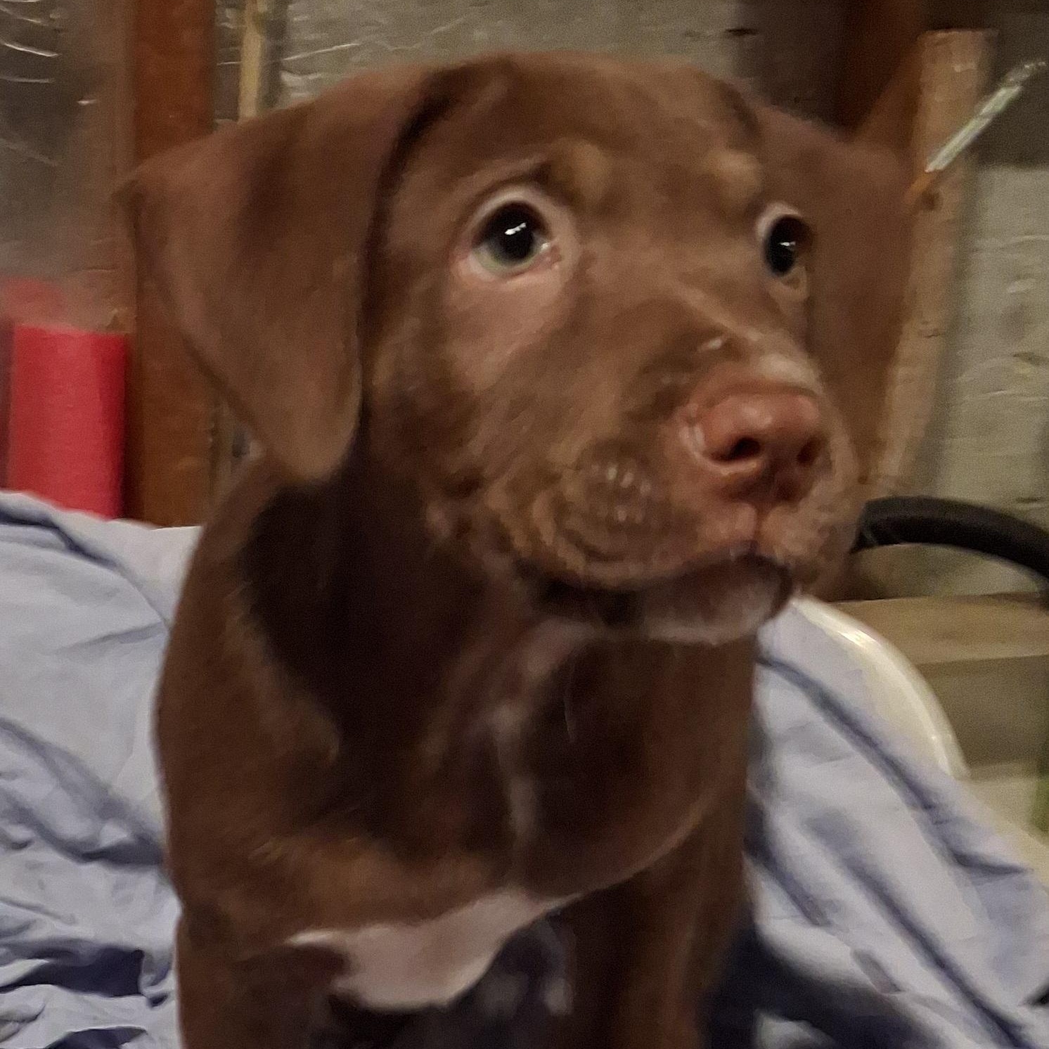 Mousse, a ADOPTABLE Labrador Retriever in Raeford, NC image 2/4
