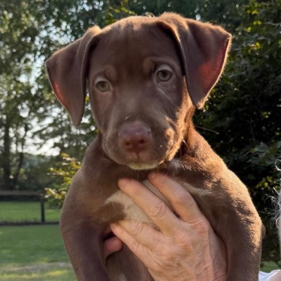 Mousse, ADOPTABLE, Puppy Male Labrador Retriever.