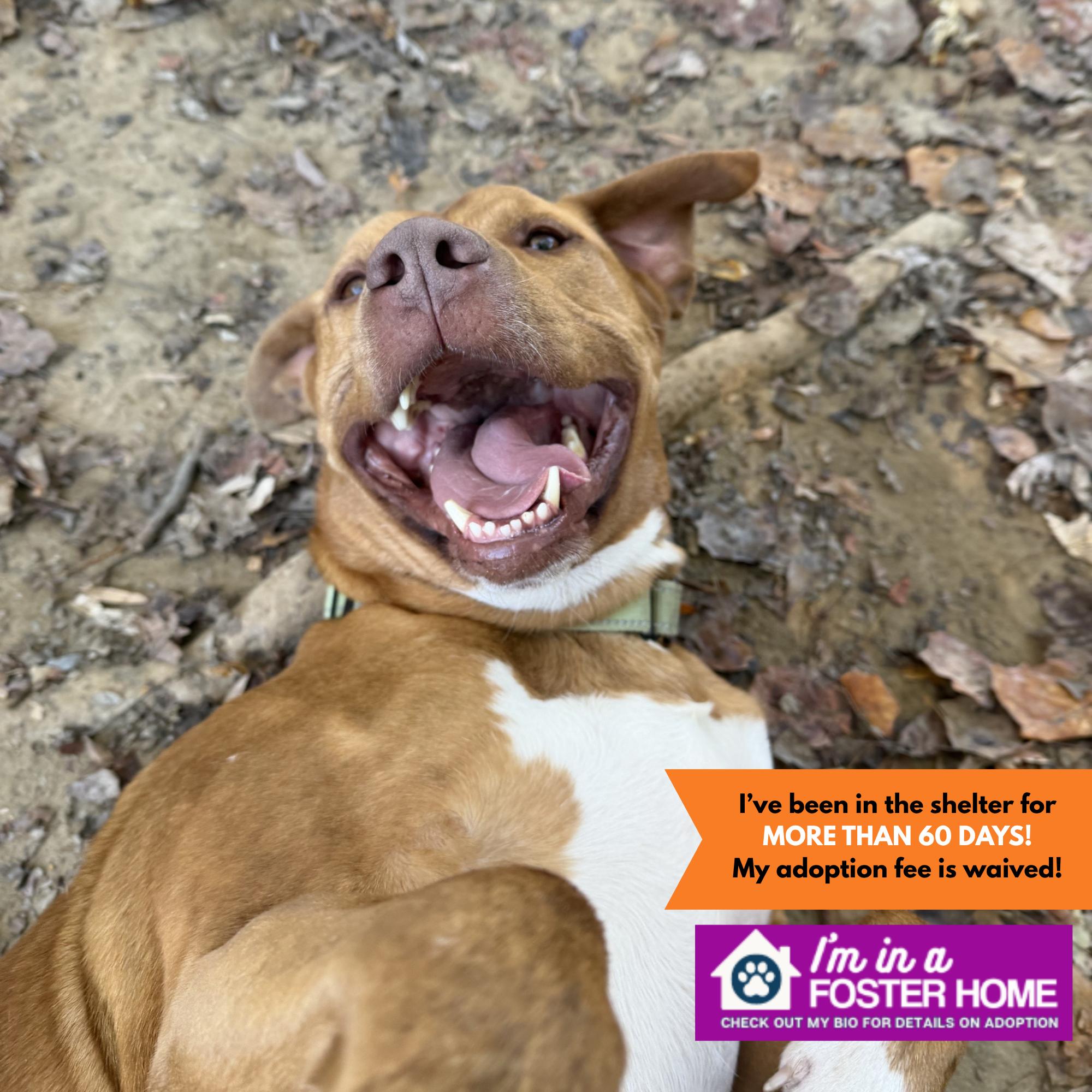 Enlarge Skipper, a Adoptable mixed breed in Reisterstown, MD image 1/4