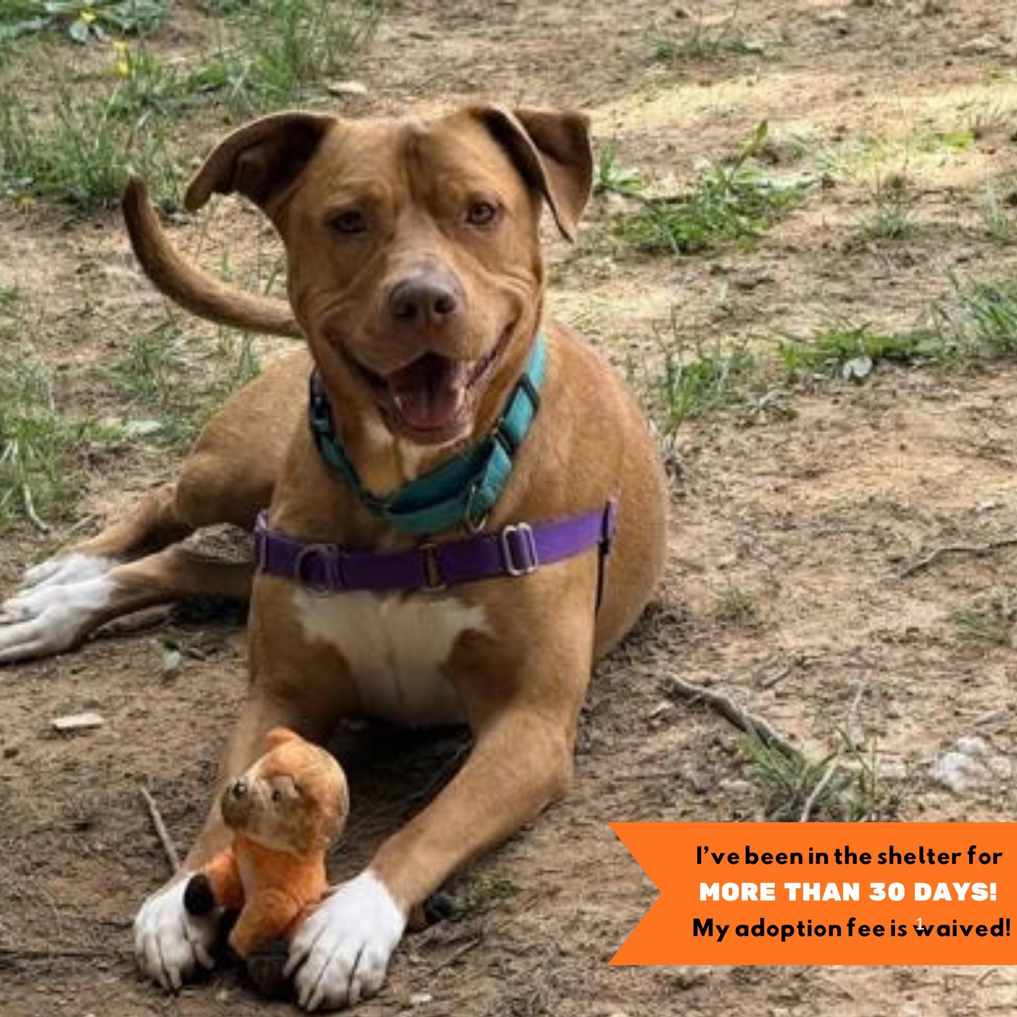 Enlarge Skipper, a Adoptable mixed breed in Reisterstown, MD image 2/4