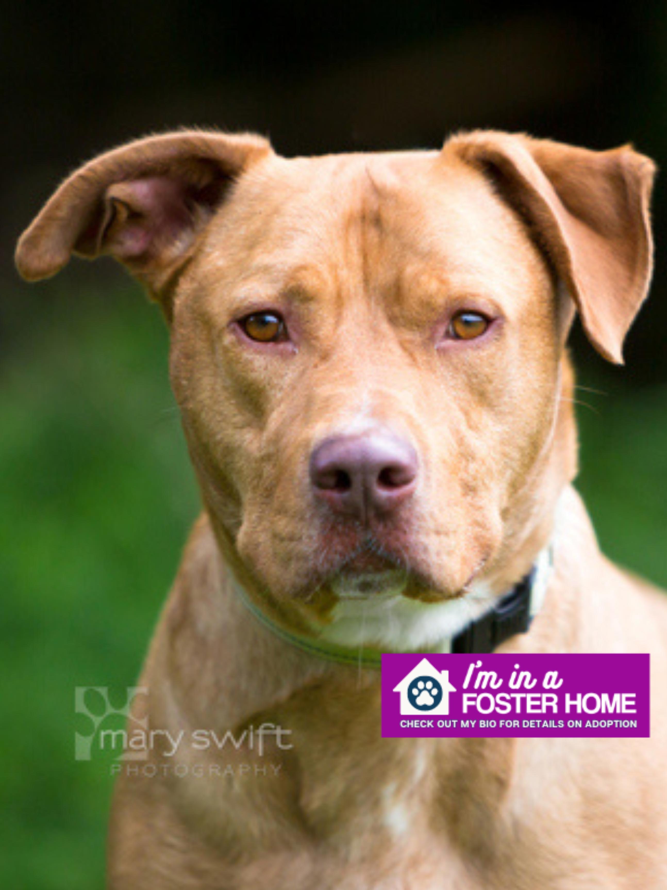 Enlarge Skipper, a Adoptable mixed breed in Reisterstown, MD image 1/3