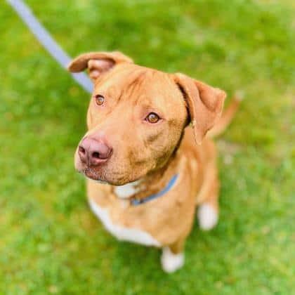 Enlarge Skipper, a Adoptable mixed breed in Reisterstown, MD image 3/3