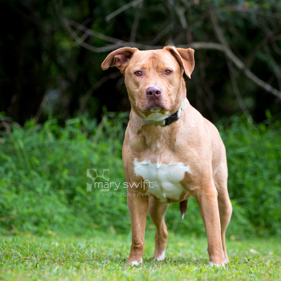 Enlarge Skipper, a Adoptable mixed breed in Reisterstown, MD image 2/3
