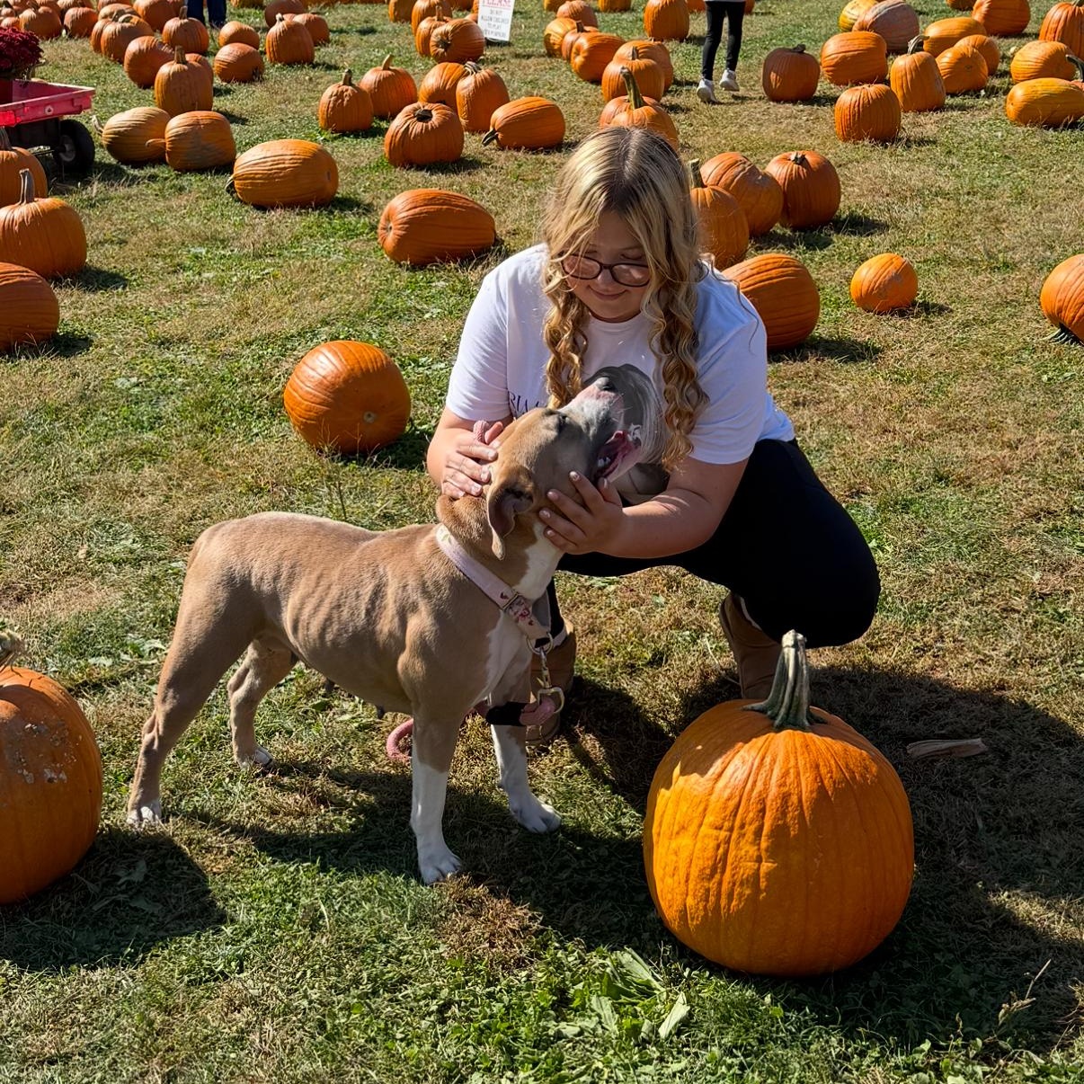 Enlarge Elle, a Adopted mixed breed in Old Lyme, CT image 6/6
