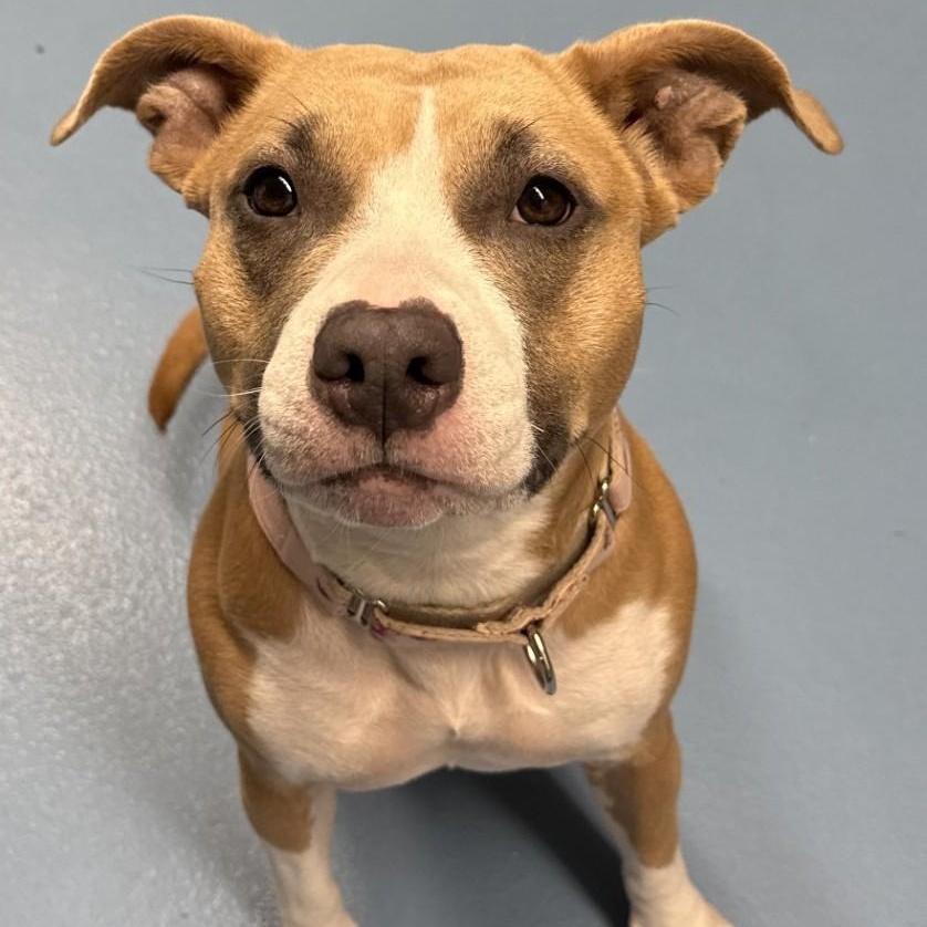 Enlarge Elle, a Adopted mixed breed in Old Lyme, CT image 5/6