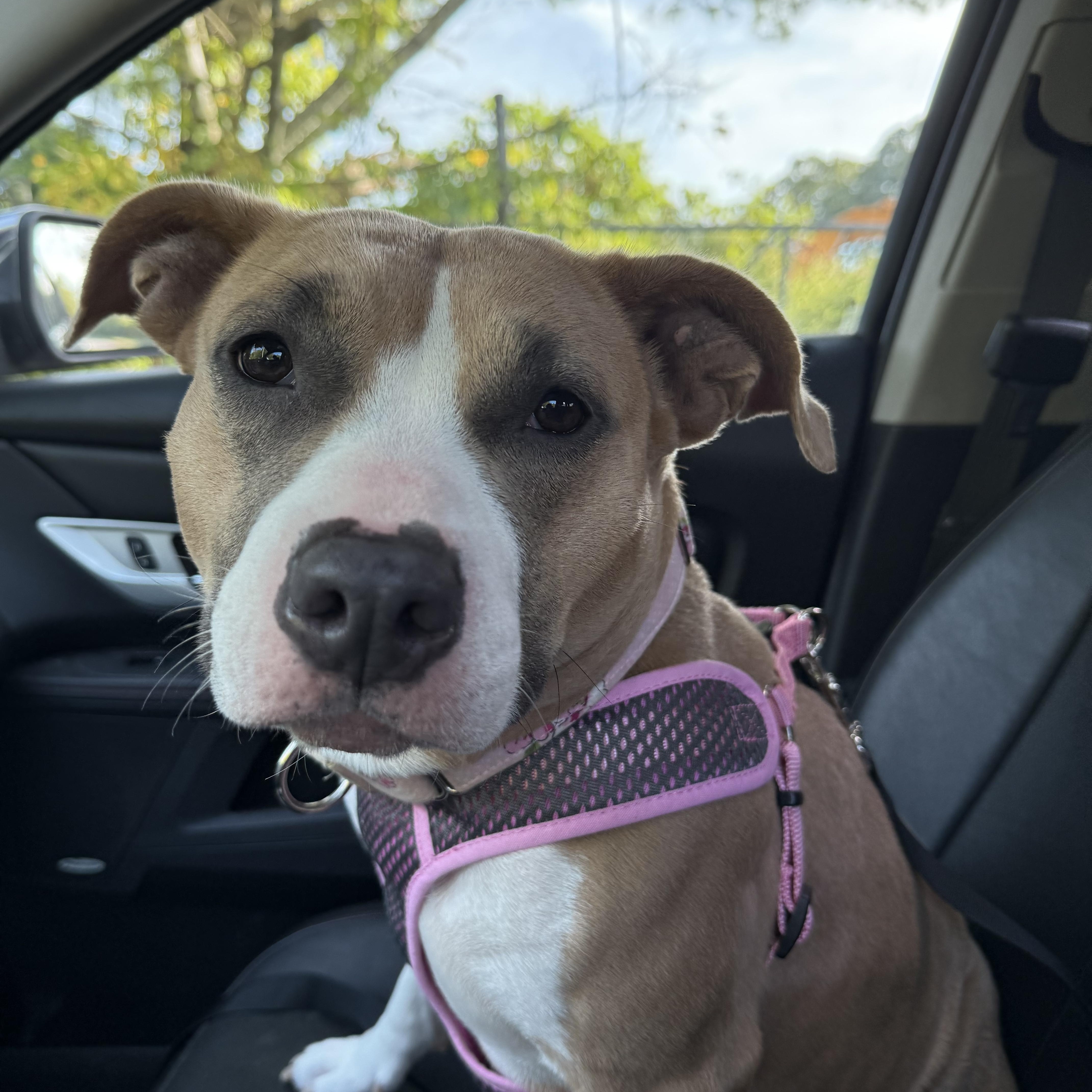Elle, Adopted, Adult Female American Staffordshire Terrier & Bull Terrier.