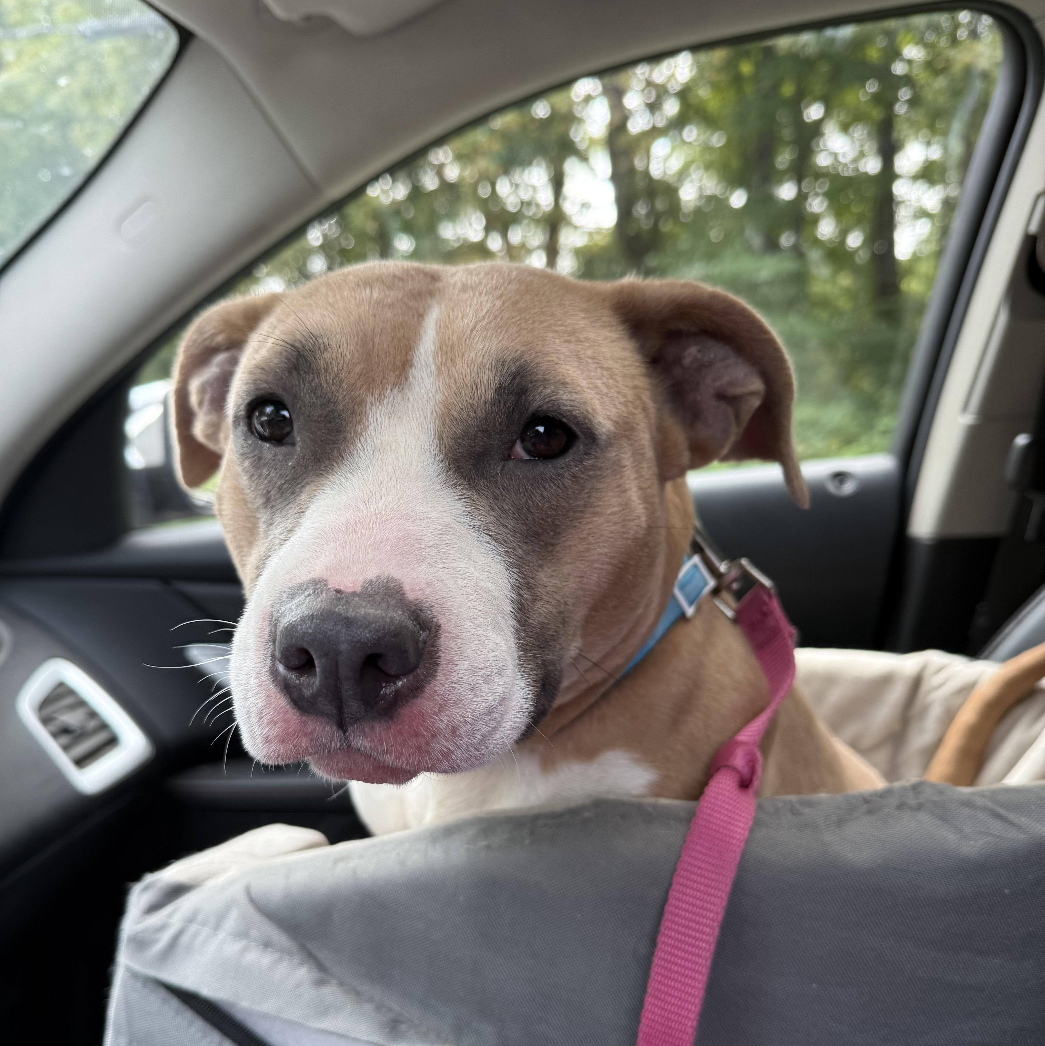 Elle, Adopted, Adult Female American Staffordshire Terrier & Bull Terrier.