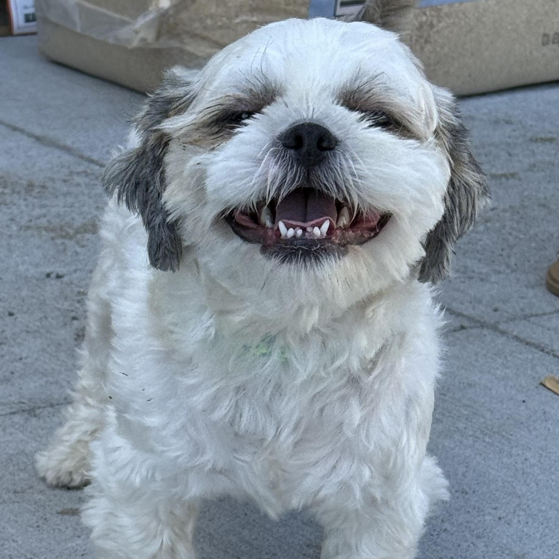 Enlarge Blanche, an adopted Shih Tzu in Cranford, NJ image 2/6
