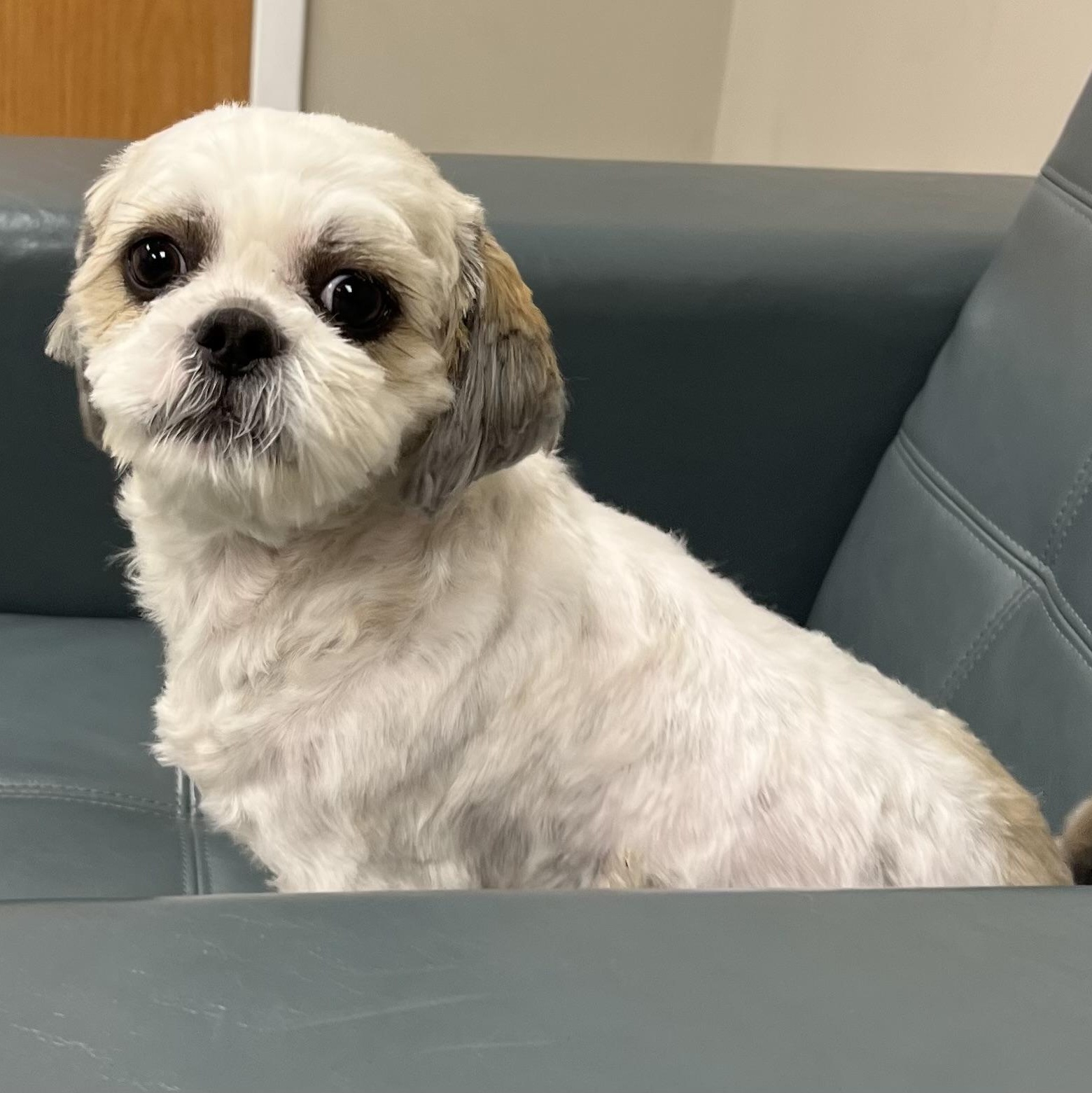 Enlarge Blanche, an adopted Shih Tzu in Cranford, NJ image 4/6