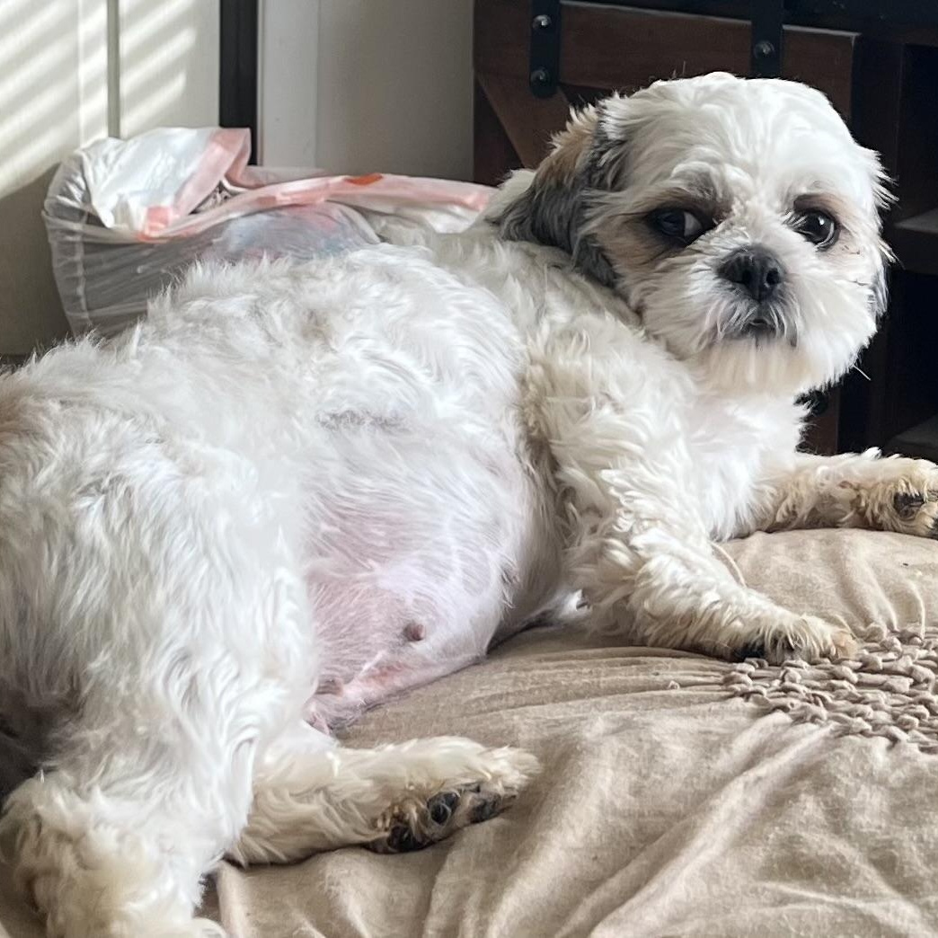 Enlarge Blanche, an adopted Shih Tzu in Cranford, NJ image 5/6