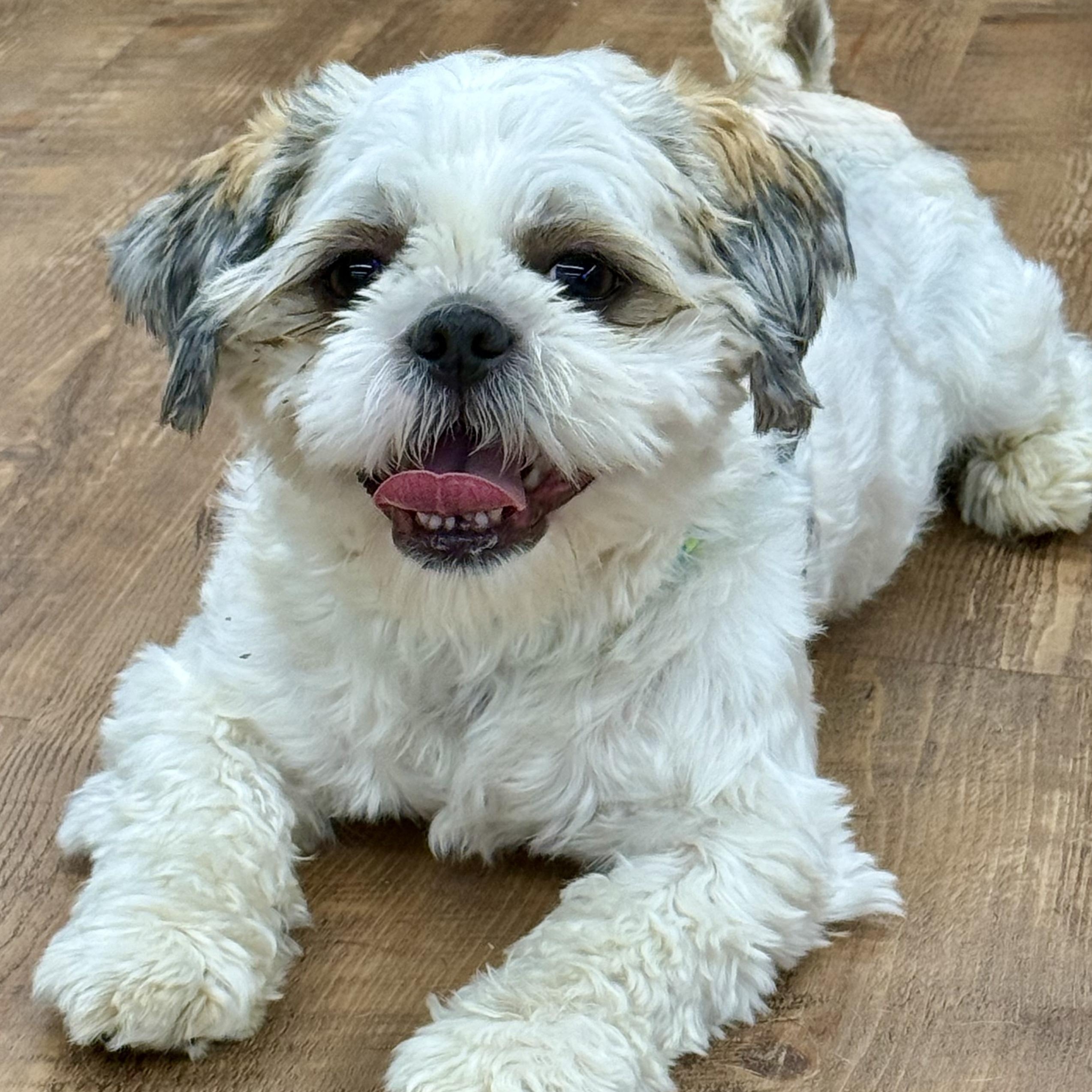 Enlarge Blanche, an adopted Shih Tzu in Cranford, NJ image 1/6