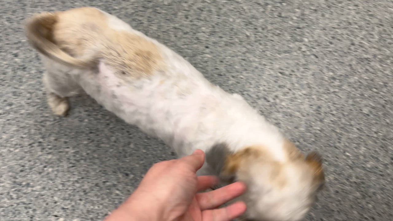 Enlarge Blanche, an adopted Shih Tzu in Cranford, NJ video 6/6