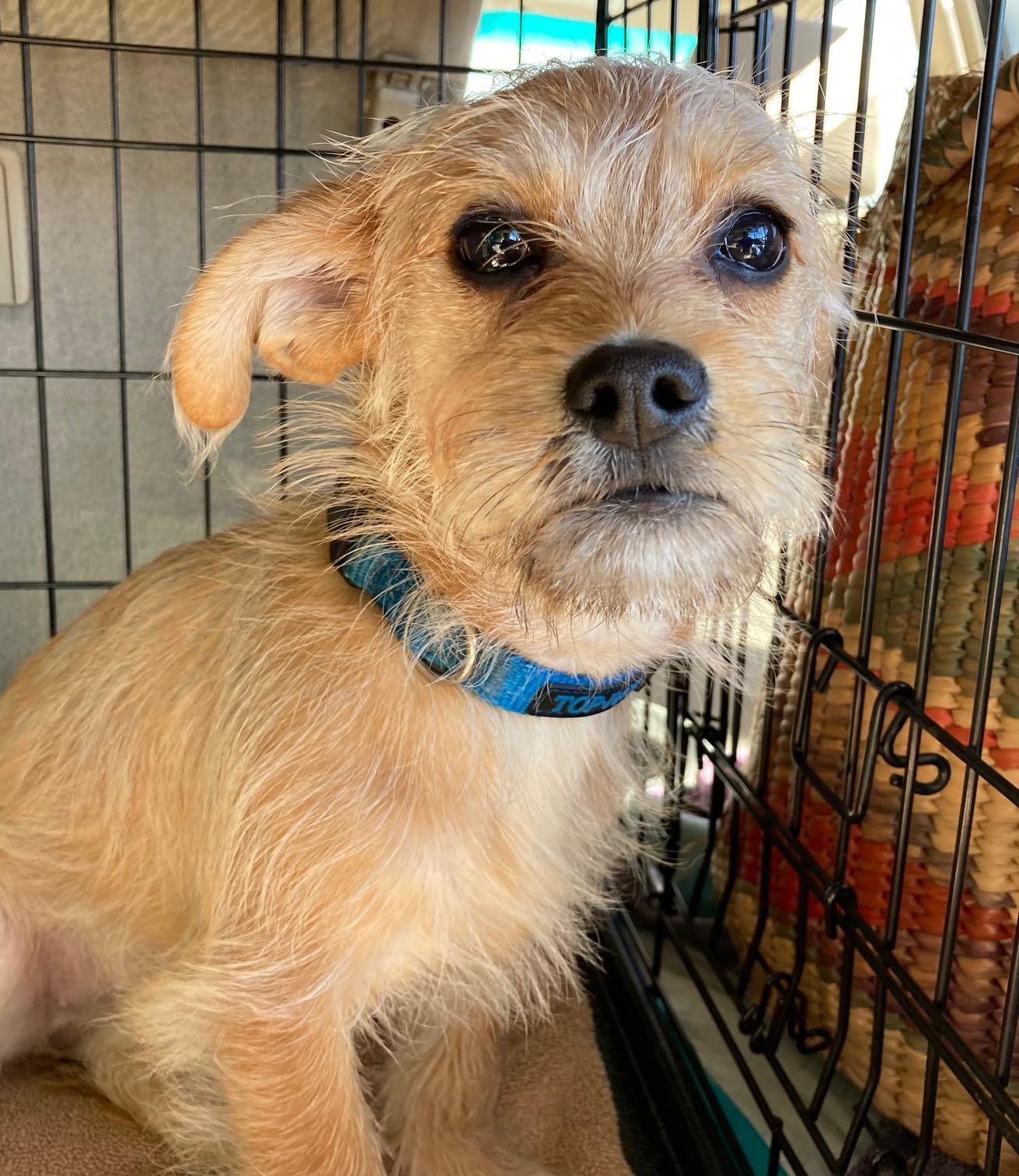 Enlarge BEE BEE, a ADOPTABLE mixed breed in Emeryville, CA image 5/5