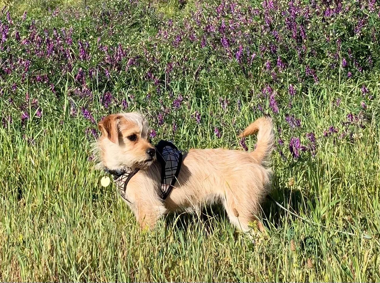 Enlarge BEE BEE, a ADOPTABLE mixed breed in Emeryville, CA image 2/5