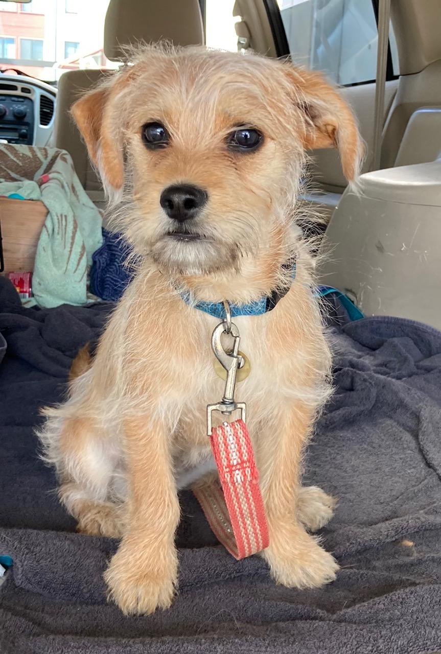 Enlarge BEE BEE, a ADOPTABLE mixed breed in Emeryville, CA image 1/5