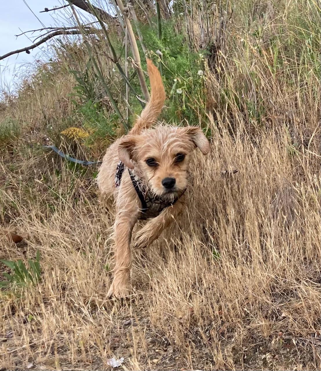 Enlarge BEE BEE, a ADOPTABLE mixed breed in Emeryville, CA image 3/5