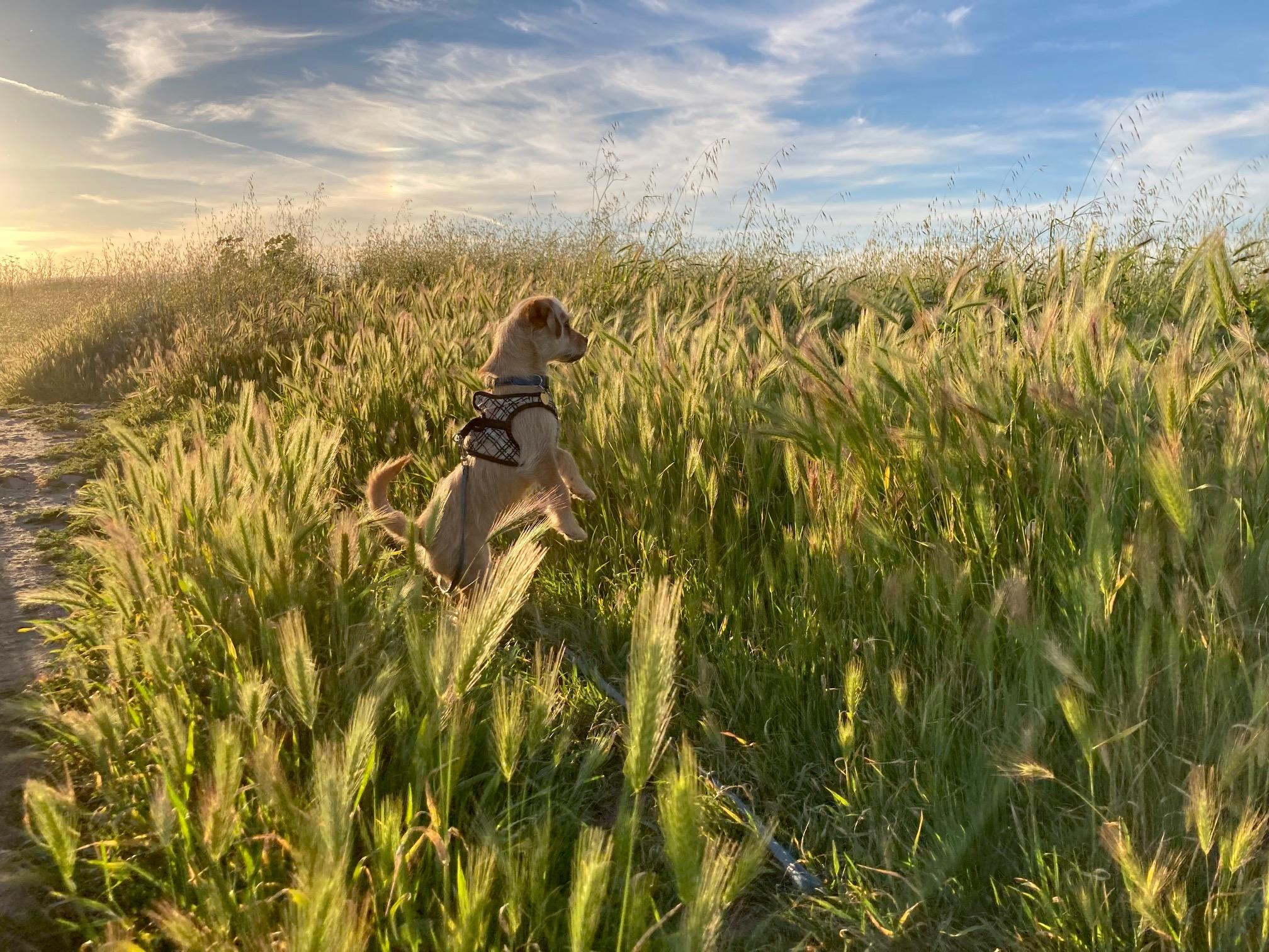 Enlarge BEE BEE, a ADOPTABLE mixed breed in Emeryville, CA image 4/5