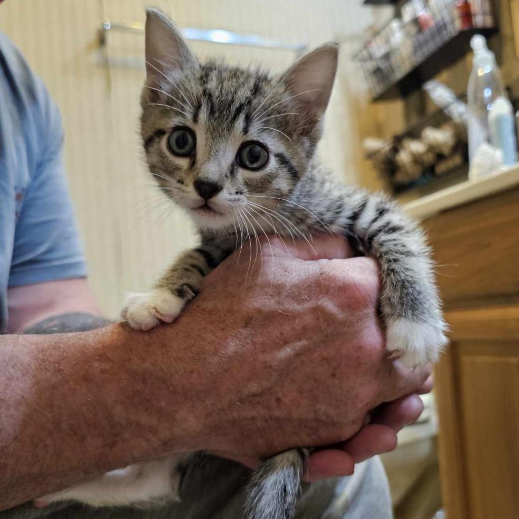 Pepper Jack, Adoptable, Adult Male Domestic Short Hair.