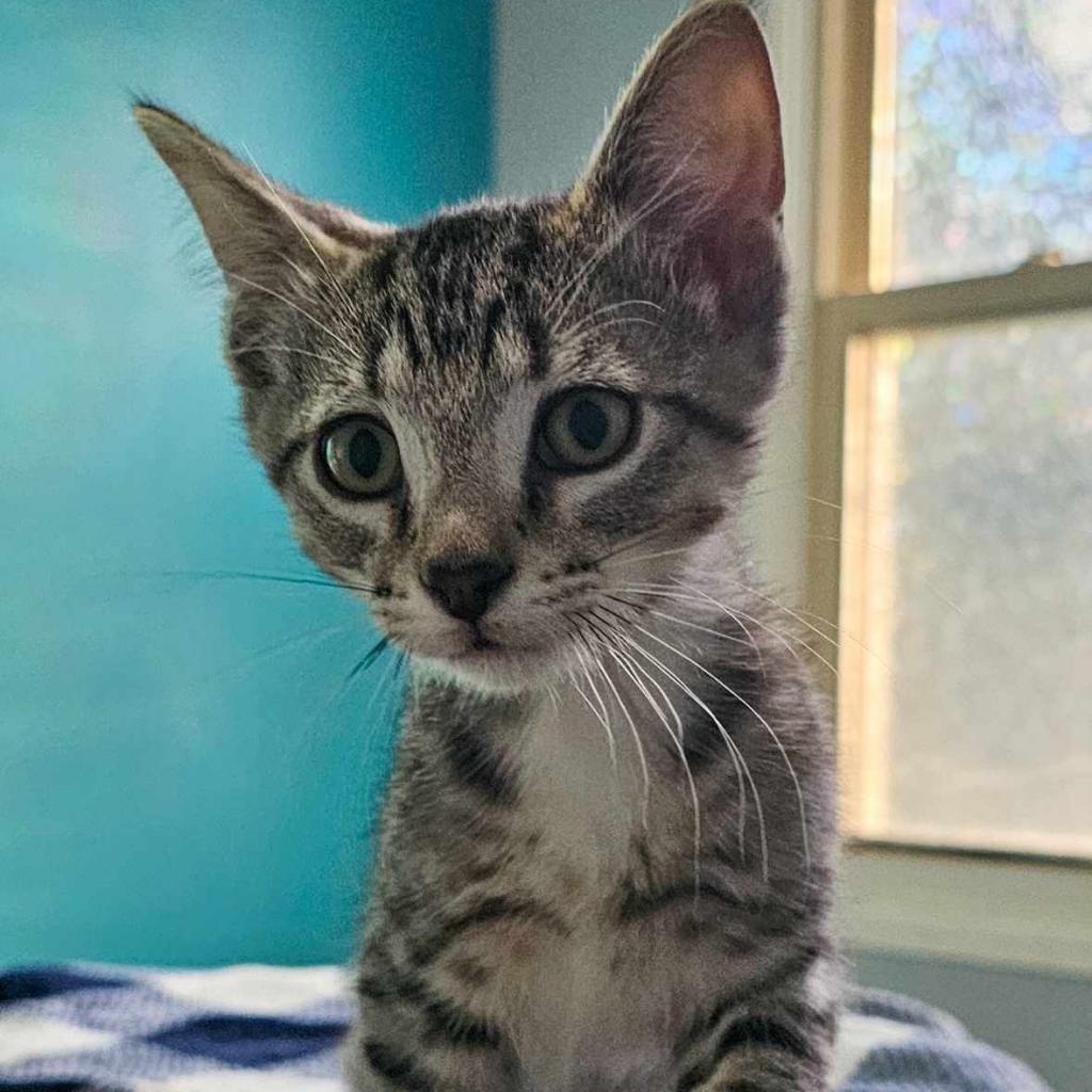 Pepper Jack, Adoptable, Adult Male Domestic Short Hair.