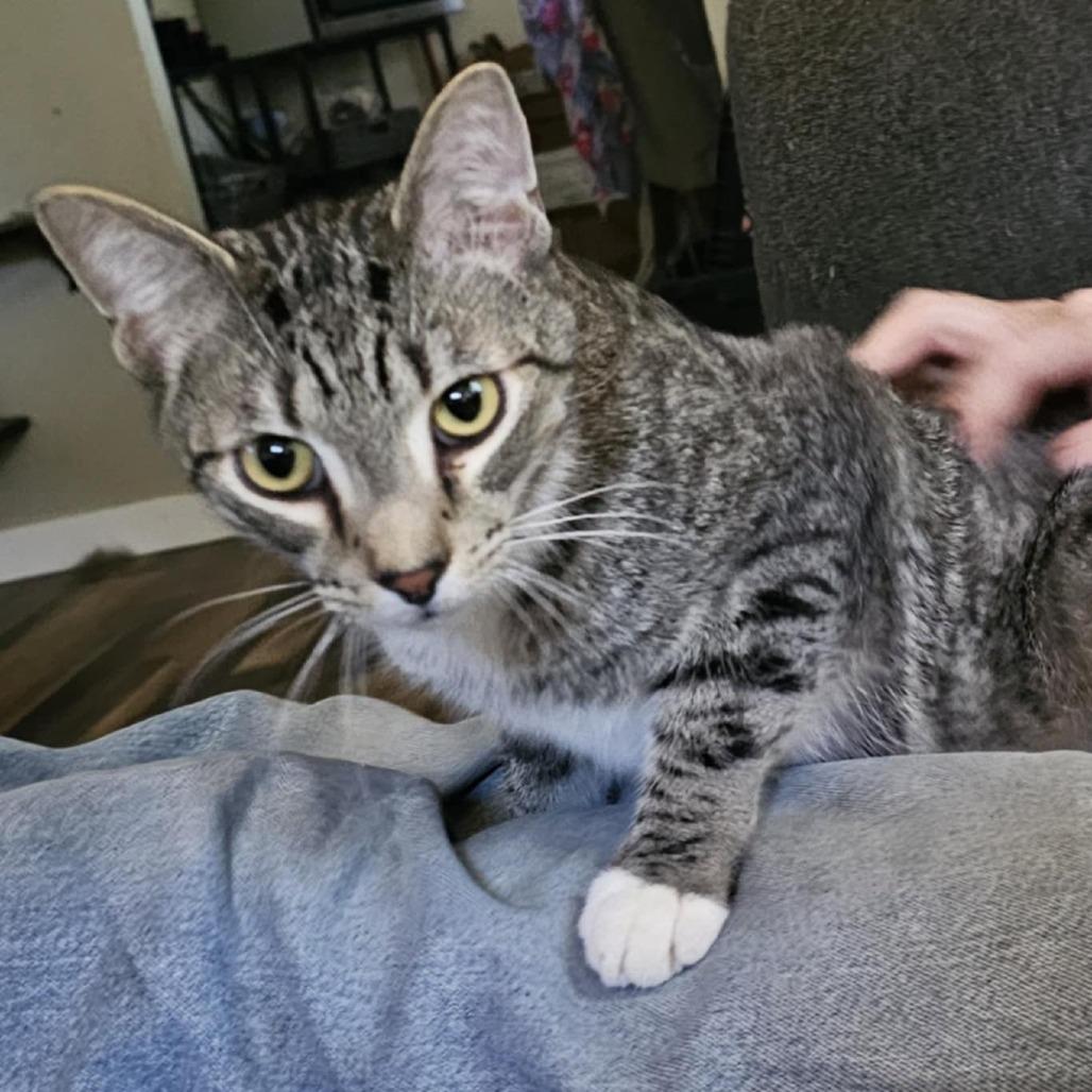 Enlarge Pepper Jack, a Adoptable Domestic Short Hair in Danville, IL image 2/3