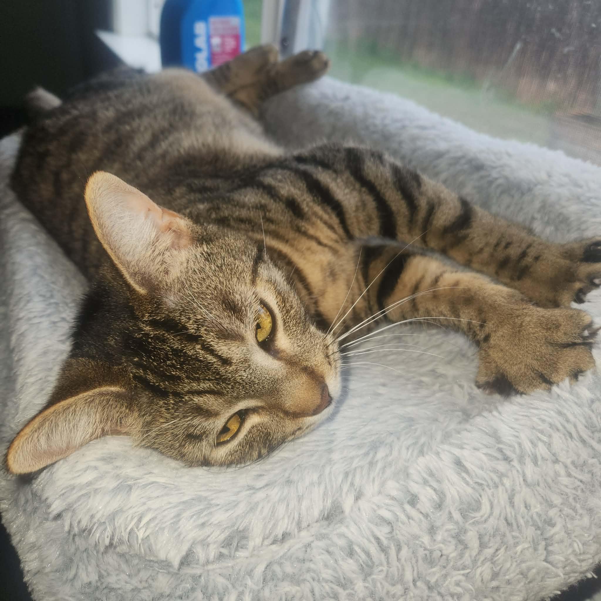 Maxine, Adoptable, Young Female Domestic Short Hair.