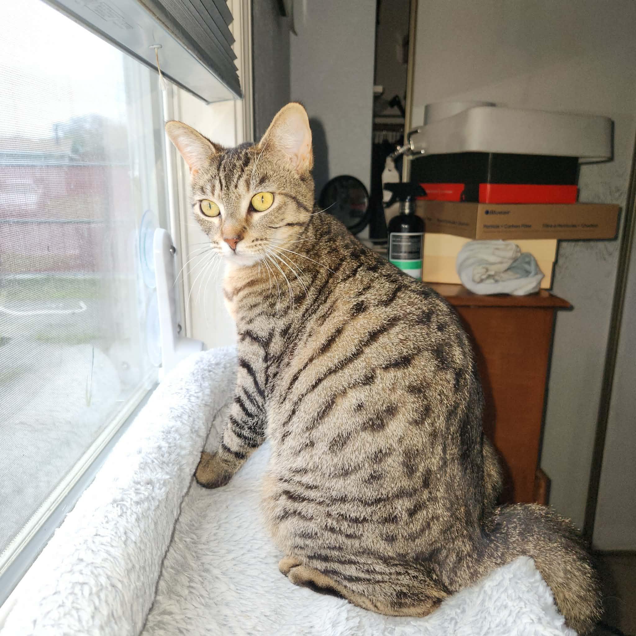 Maxine, Adoptable, Young Female Domestic Short Hair.