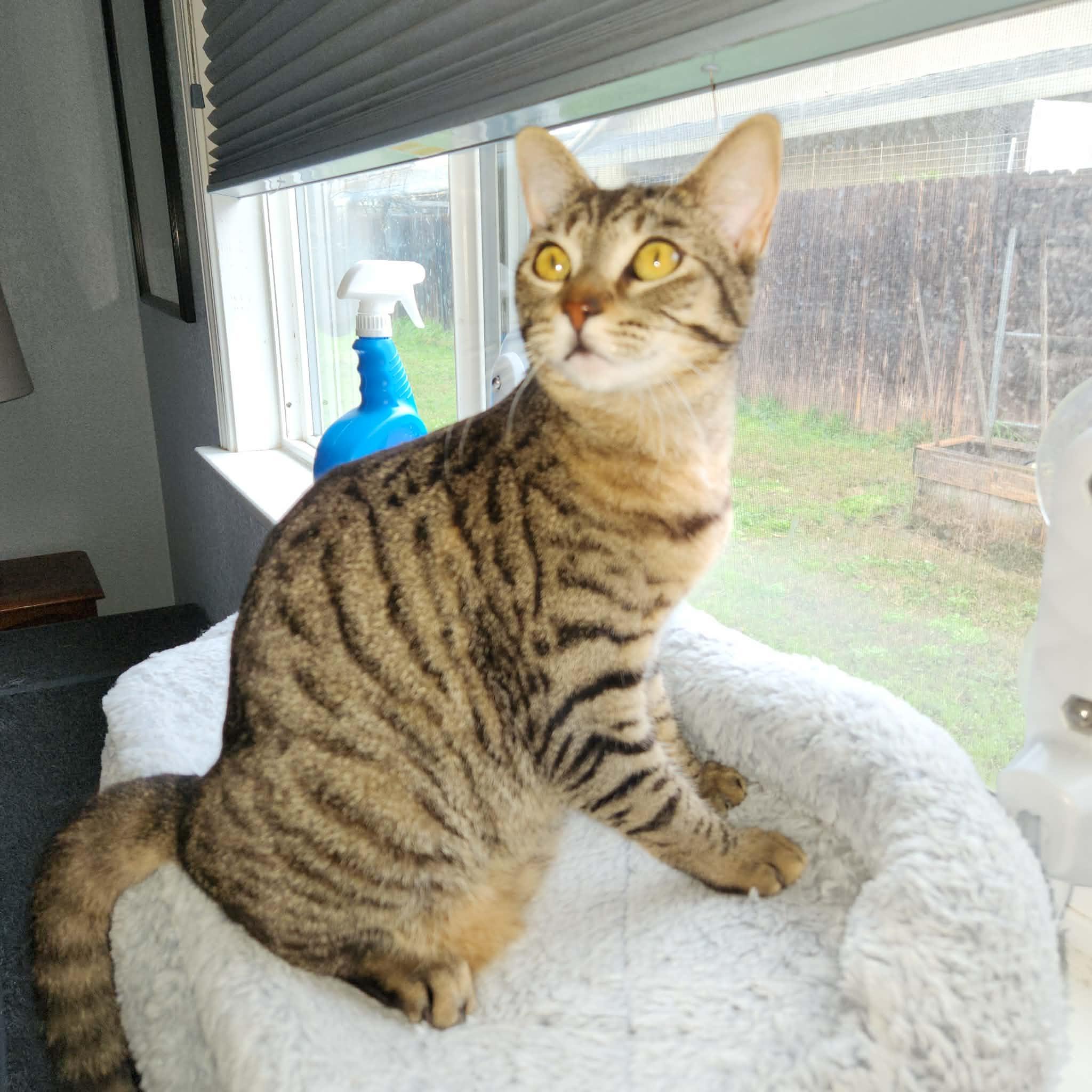 Maxine, Adoptable, Young Female Domestic Short Hair.