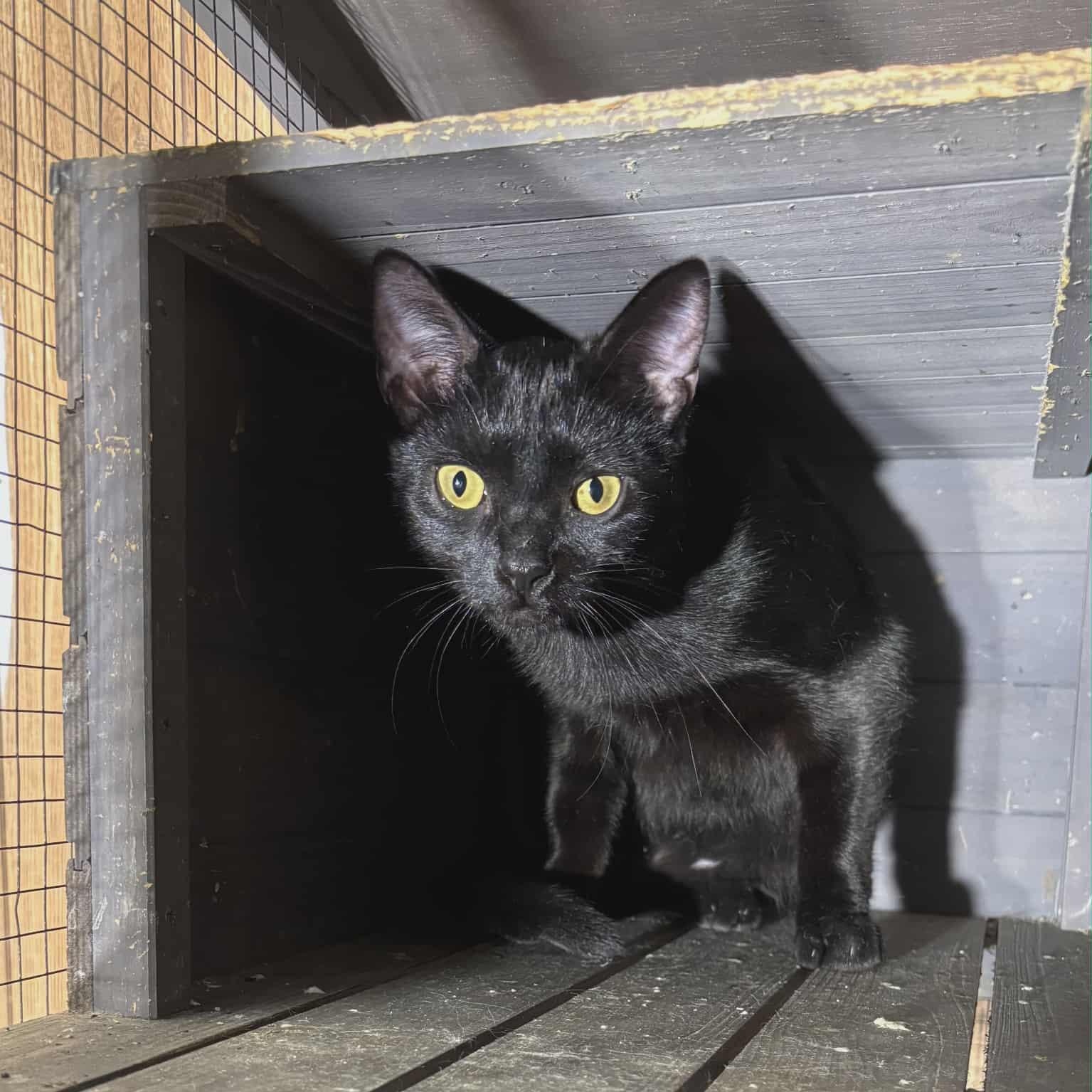 Calvin — thumbnail 2