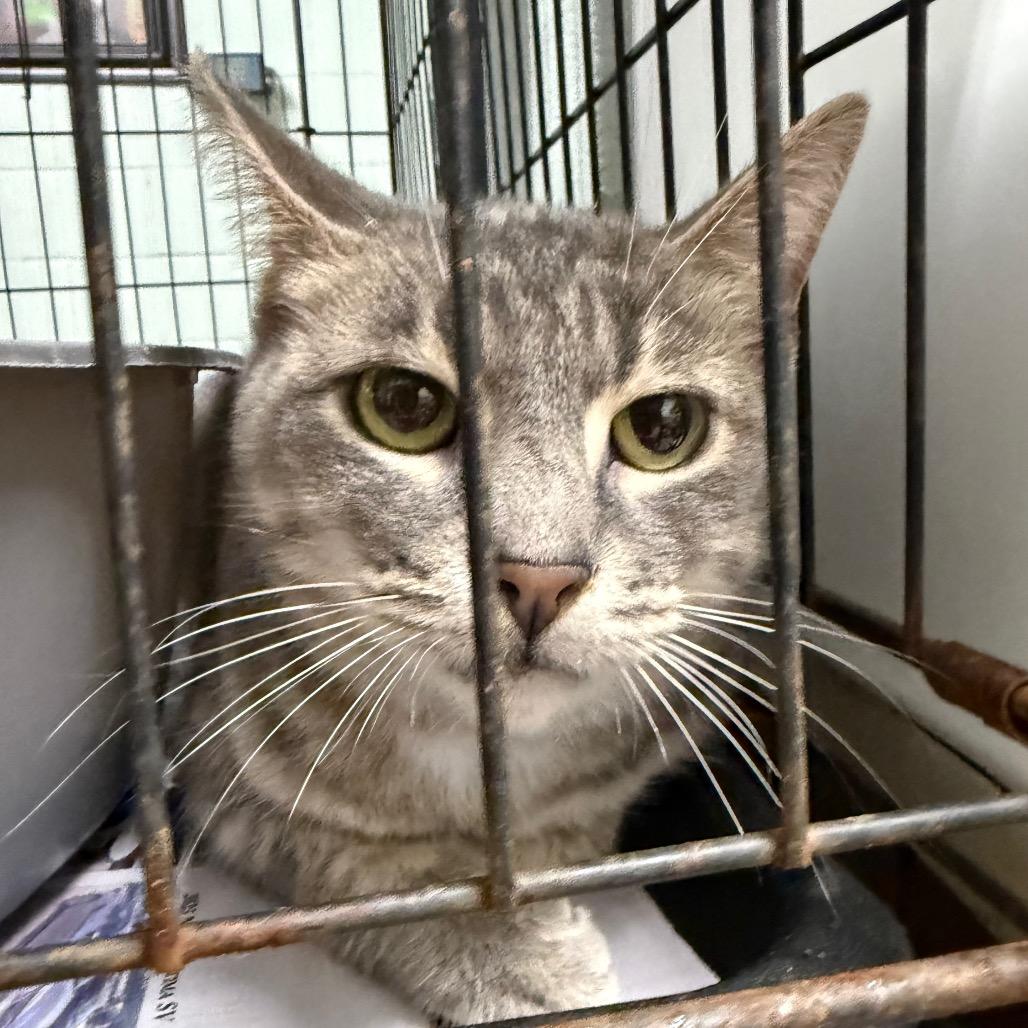 Misty, a Adoptable Domestic Short Hair in Monroeville, AL image 1/3