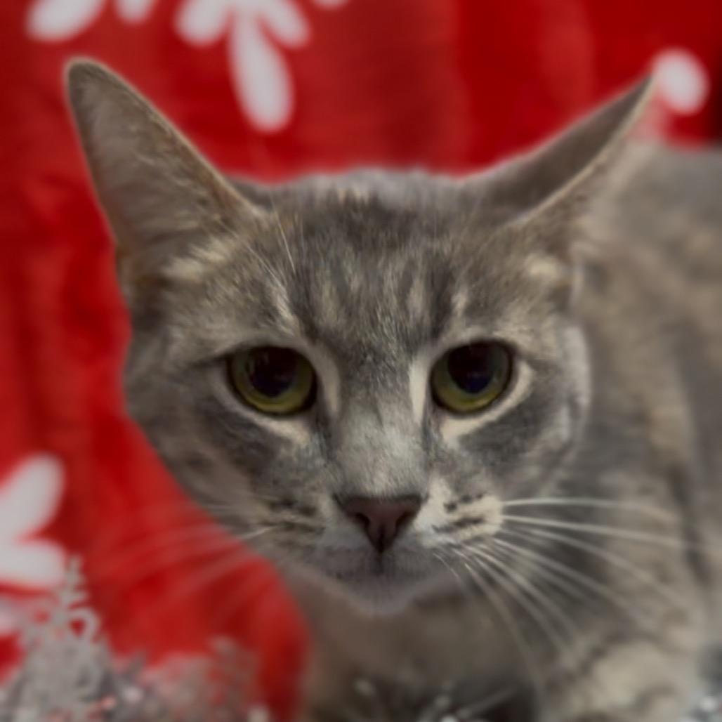 Misty, a Adoptable Domestic Short Hair in Monroeville, AL image 2/3