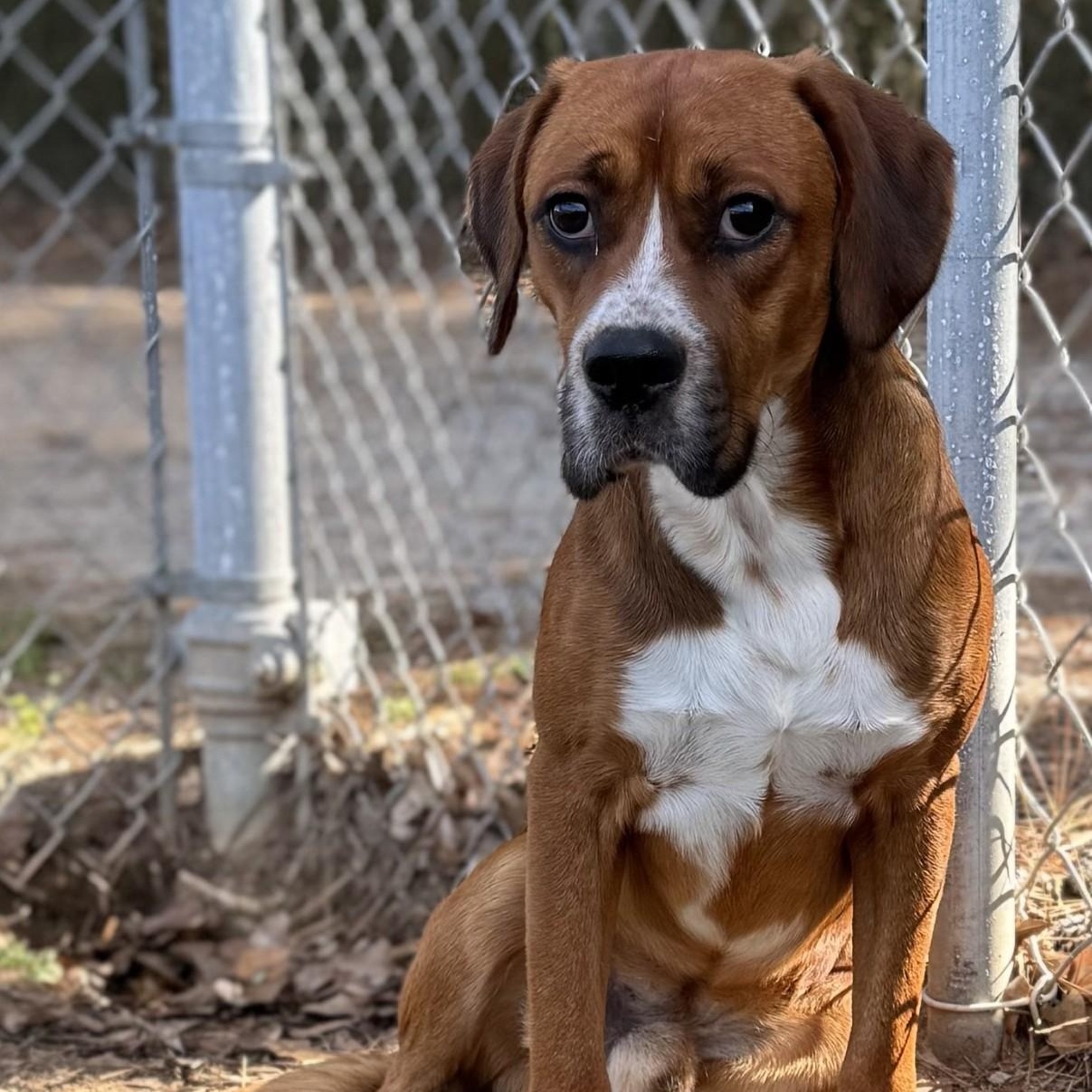 Enlarge Flint, an adopted mixed breed in Summerdale, AL image 1/1