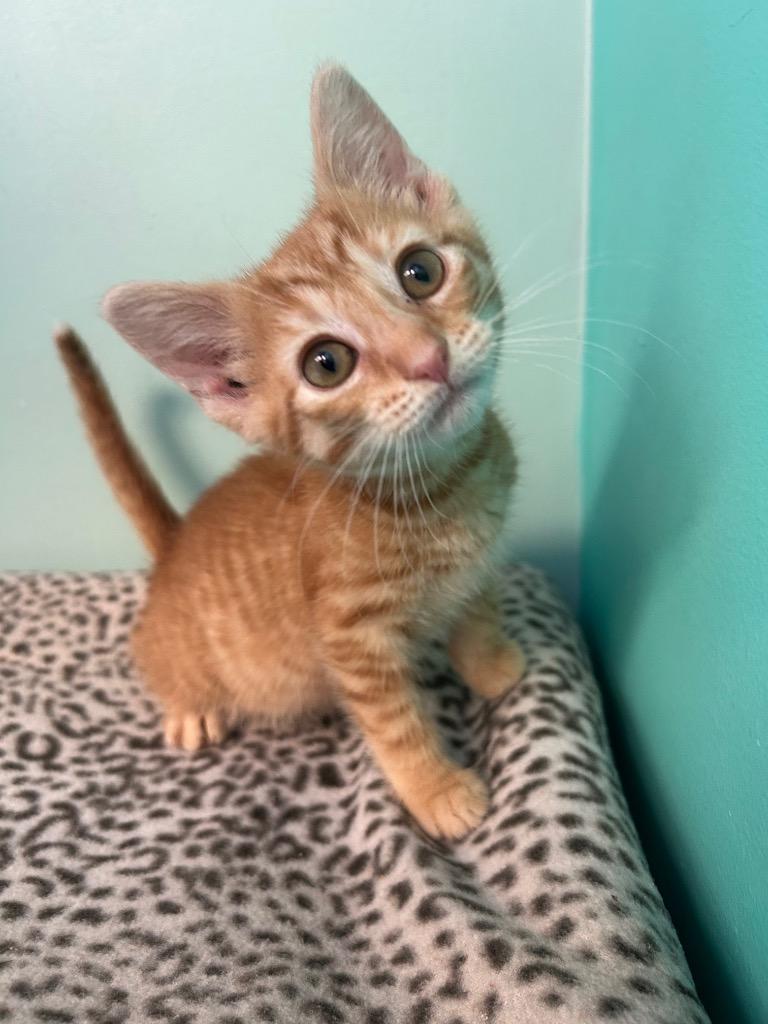 House Fly, Adoptable, Young Male Domestic Short Hair.