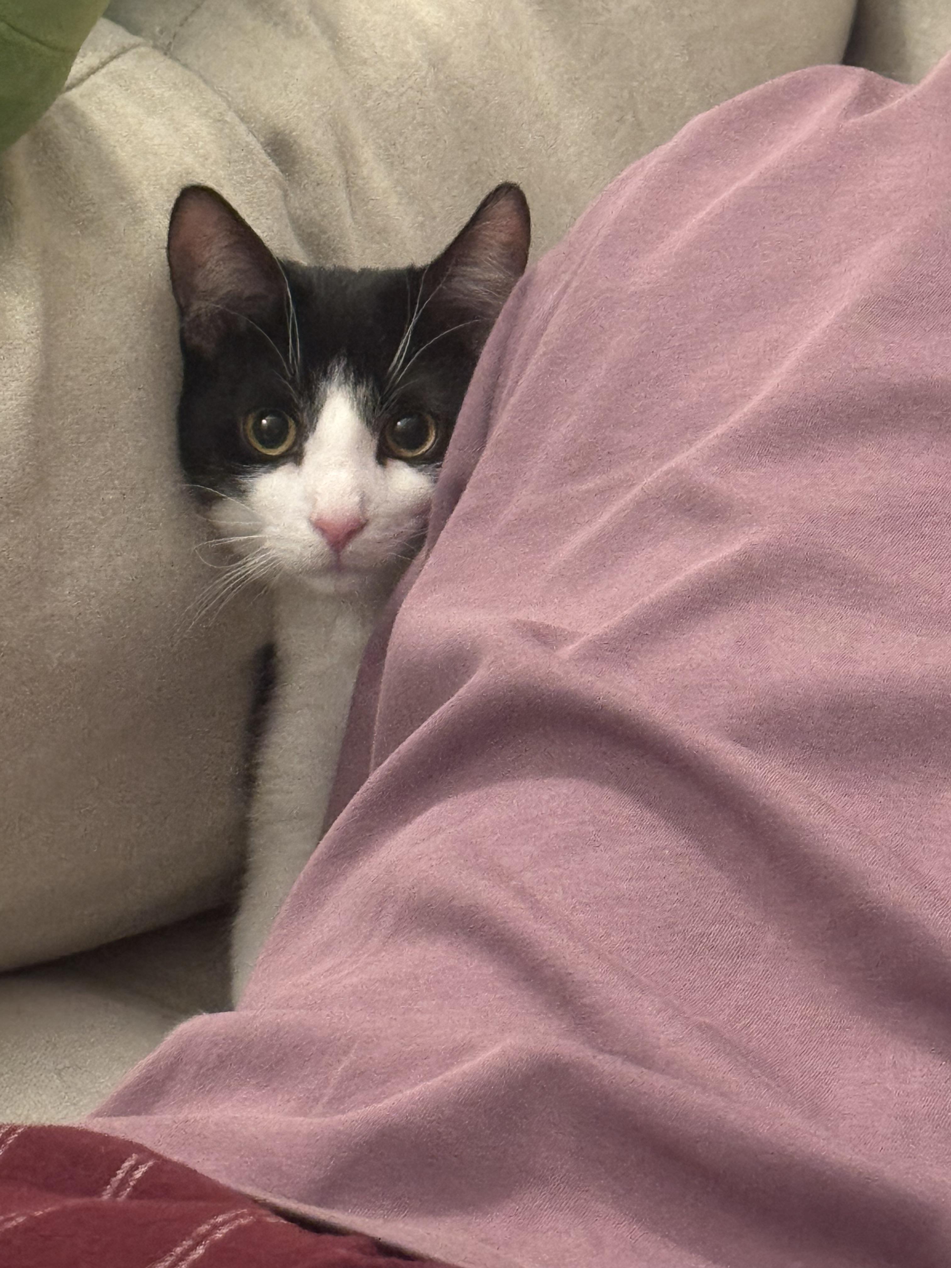 Trooper, Adopted, Young Male Domestic Short Hair.