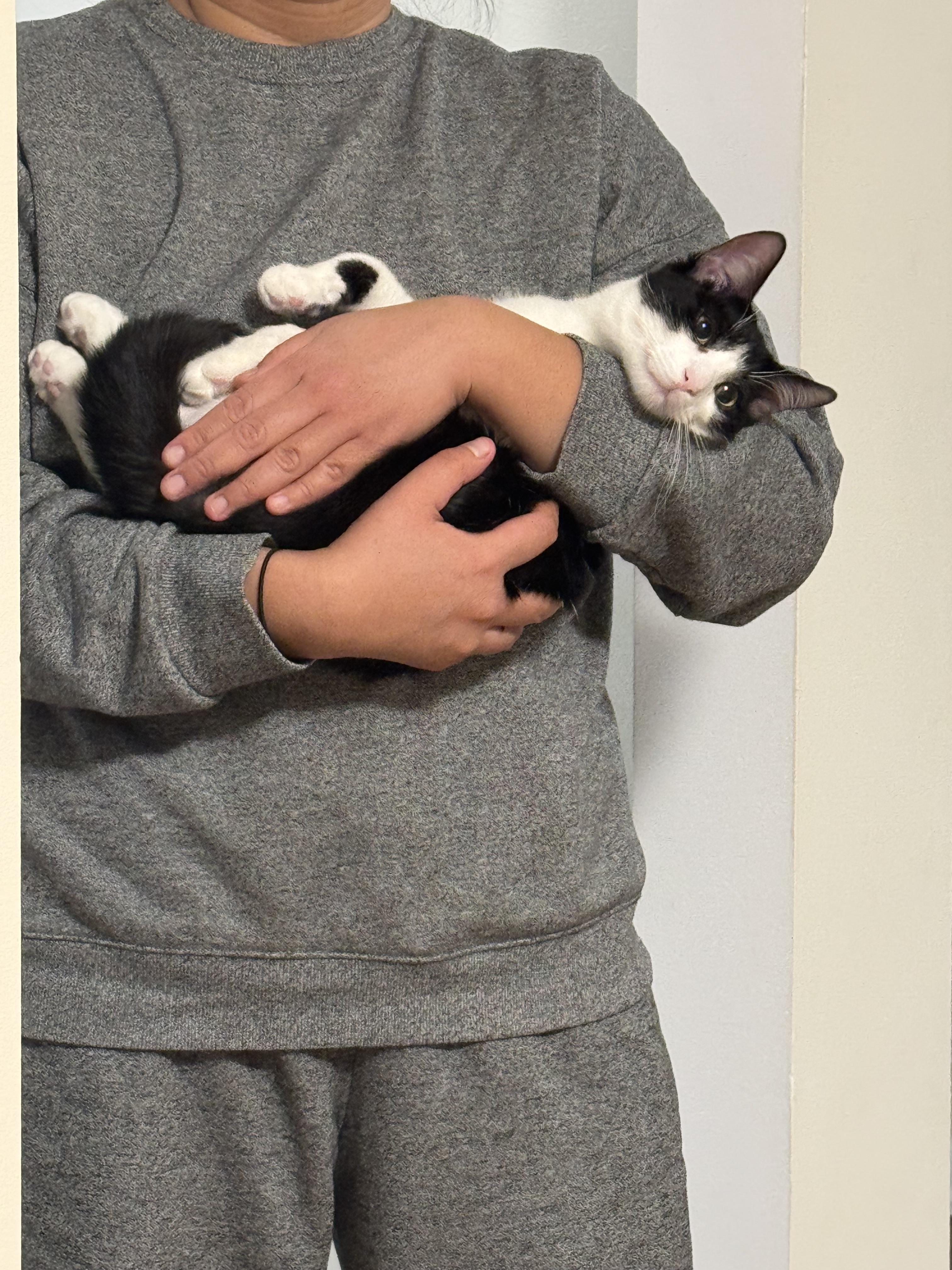 Enlarge Trooper, a Adopted Domestic Short Hair in Zephyr, ON image 2/4