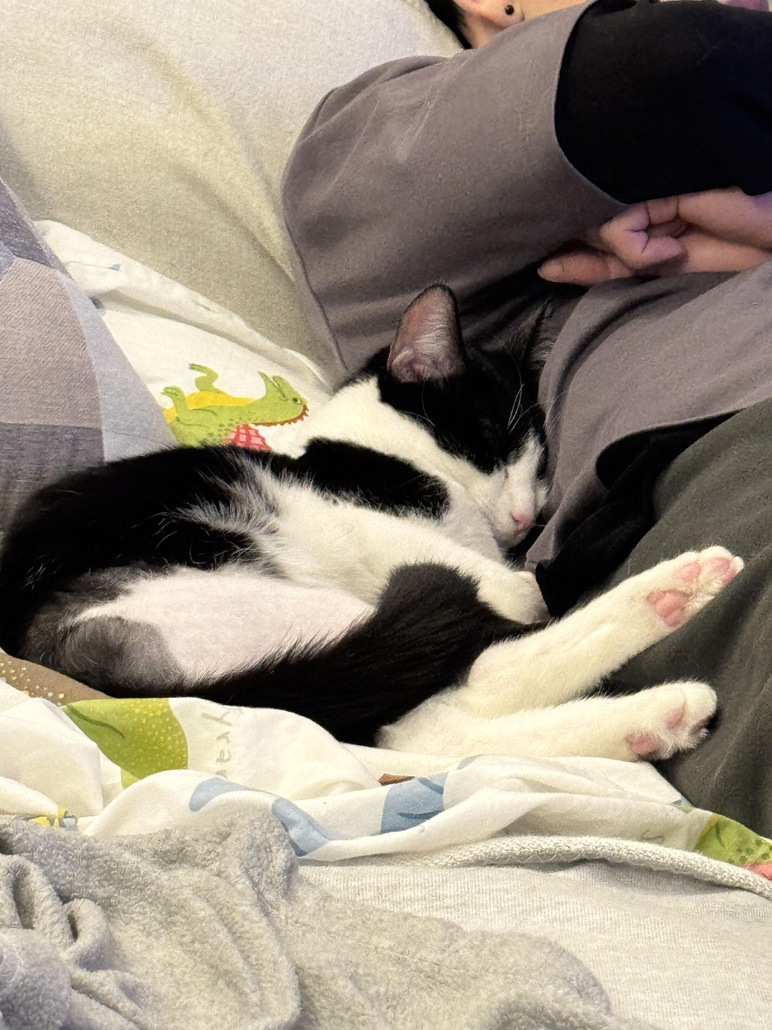 Enlarge Trooper, a Adopted Domestic Short Hair in Zephyr, ON image 3/4