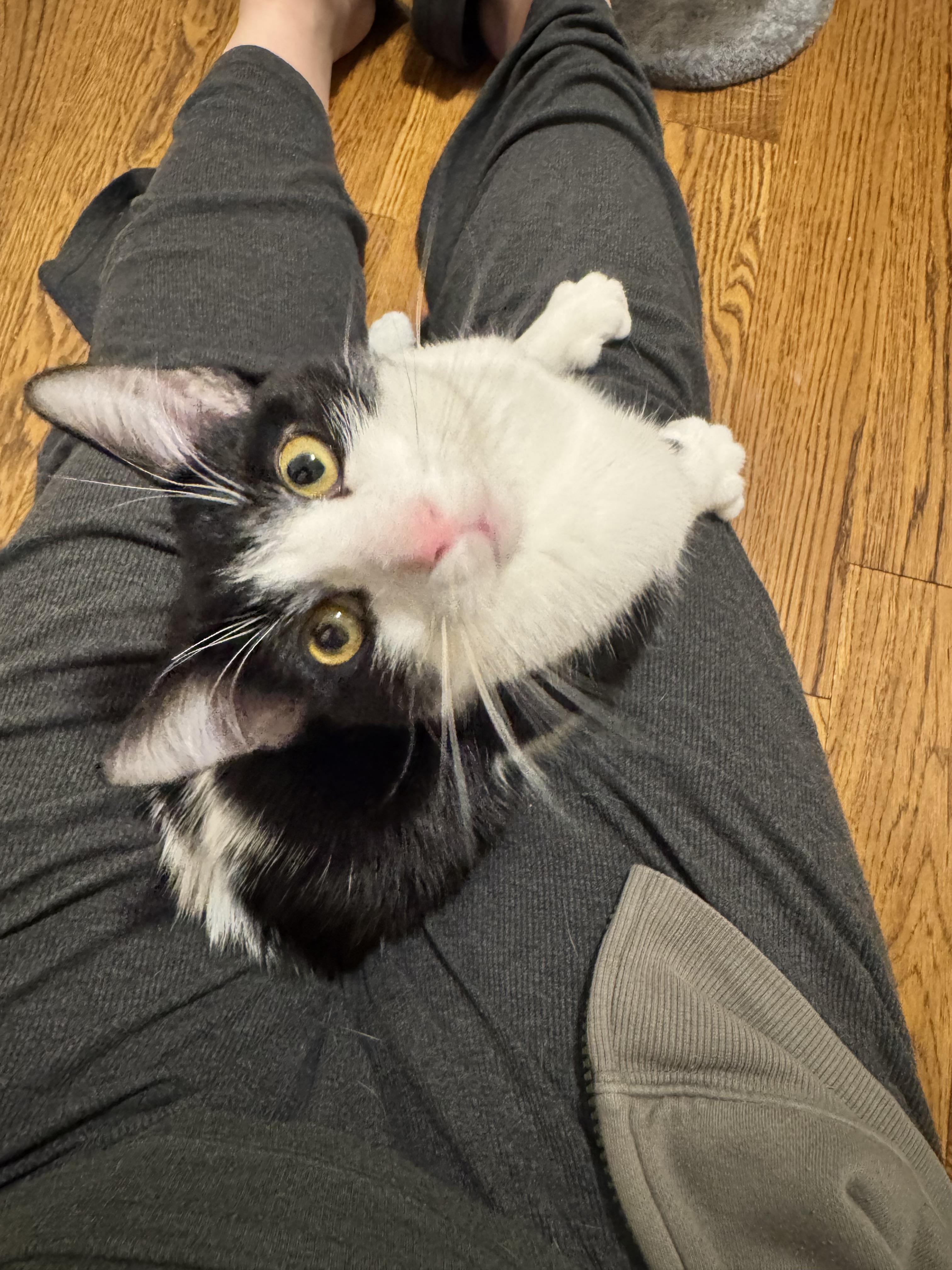 Enlarge Trooper, a Adopted Domestic Short Hair in Zephyr, ON image 4/4