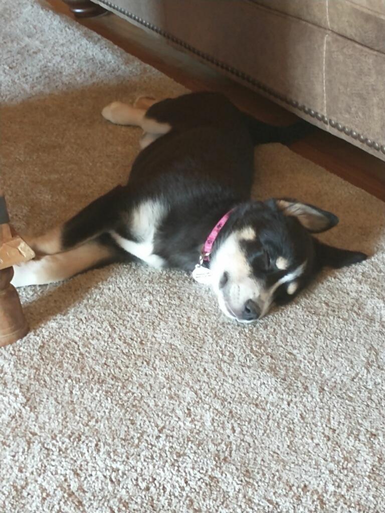 Sage, a ADOPTABLE mixed breed in Glen Allen, VA image 3/4