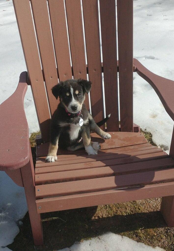 Sage, a ADOPTABLE mixed breed in Glen Allen, VA image 2/4