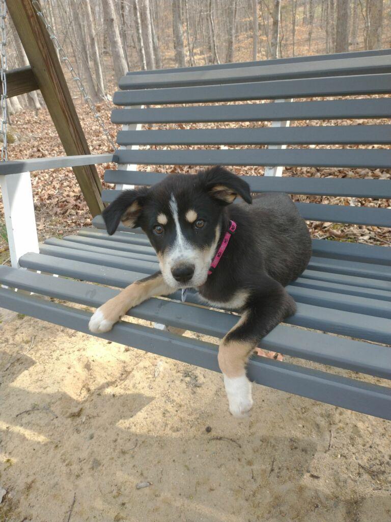 Sage, a ADOPTABLE mixed breed in Glen Allen, VA image 1/4