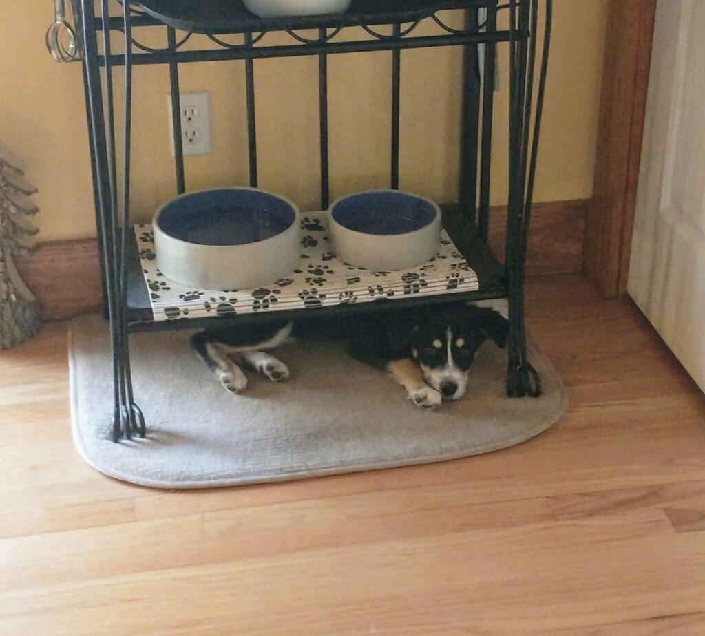 Sage, a ADOPTABLE mixed breed in Glen Allen, VA image 4/4