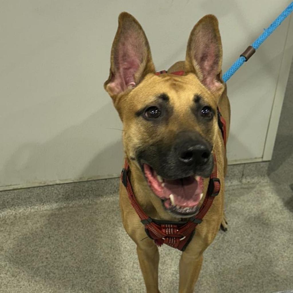 Enlarge Dino, a Adoptable mixed breed in Palm Springs, CA image 1/2