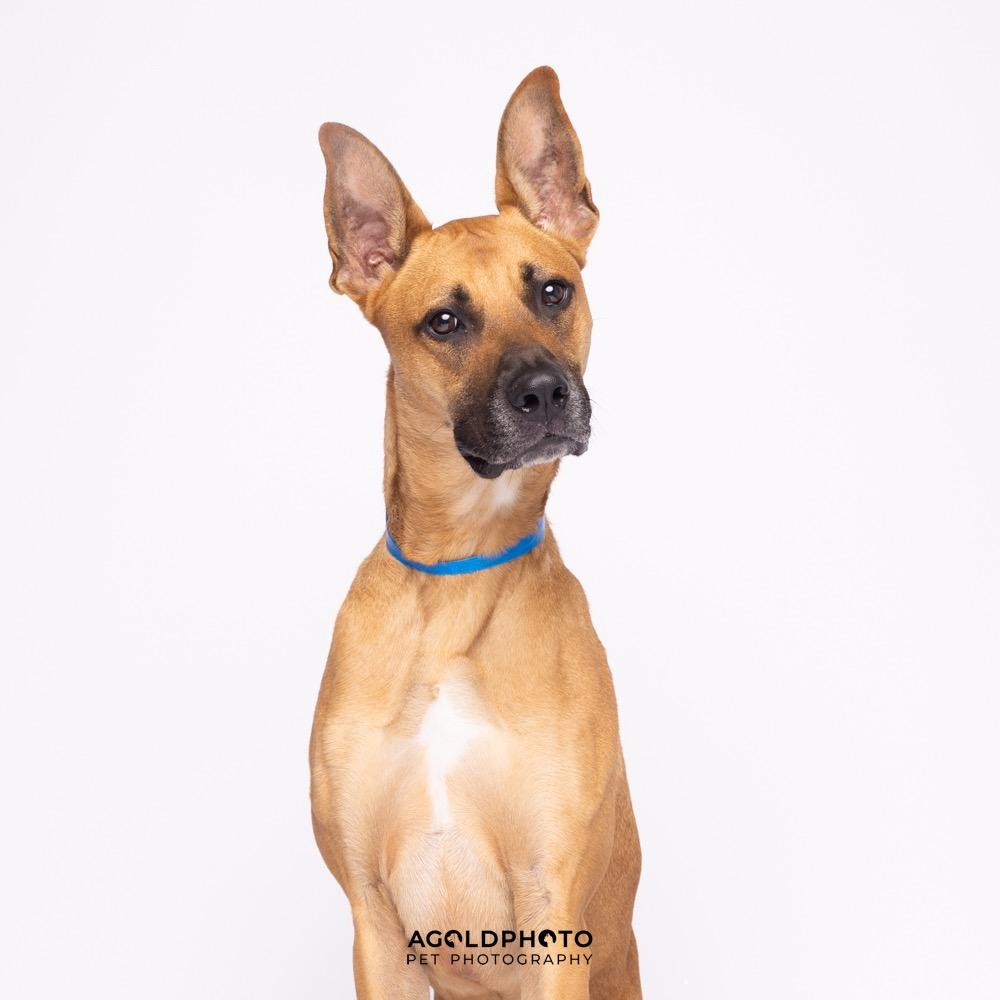Enlarge Dino, a Adoptable mixed breed in Palm Springs, CA image 2/2