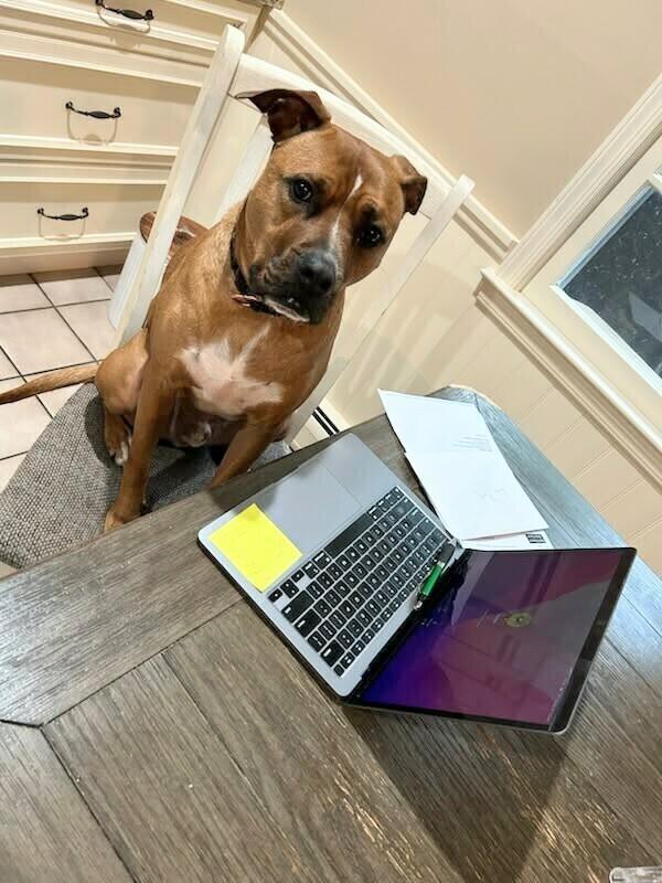 Enlarge Henry, a Adoptable Pit Bull Terrier in Caldwell, NJ image 2/3