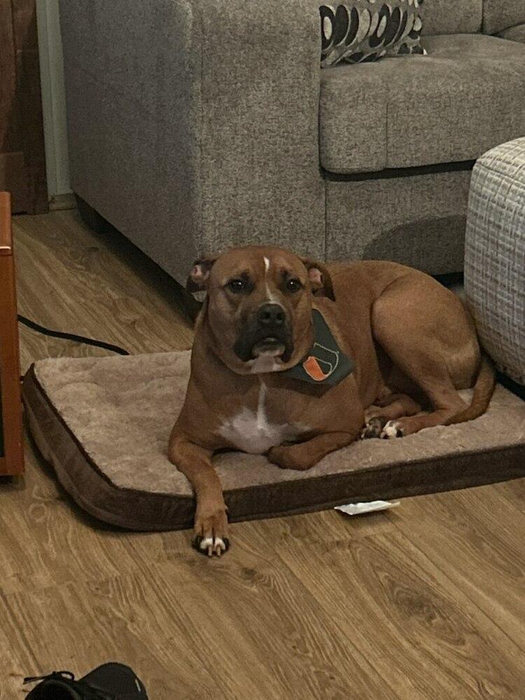Henry, Adoptable, Young Male Pit Bull Terrier.