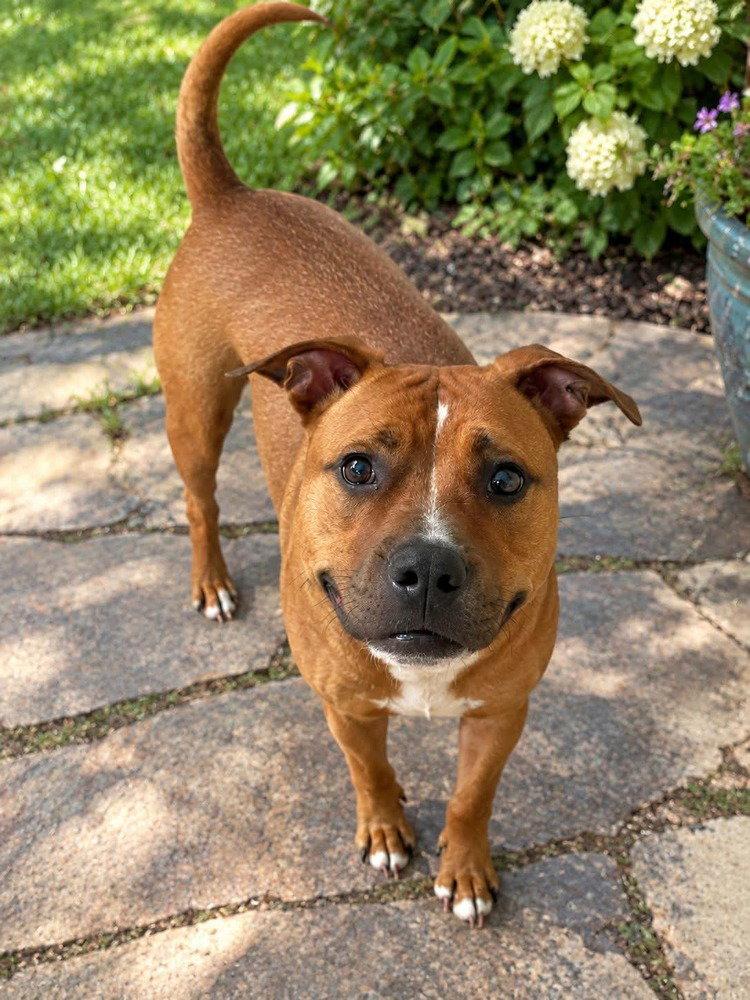 Henry, Adoptable, Young Male Pit Bull Terrier.