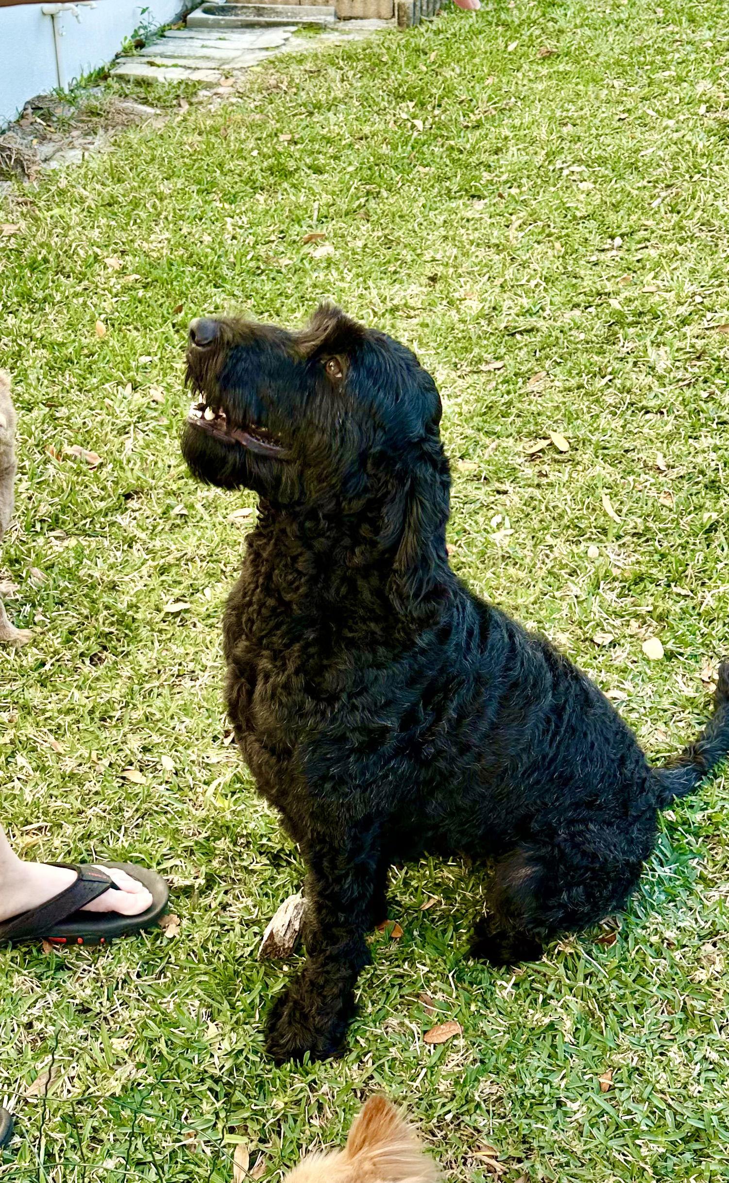 Mya LabD, a Adopted mixed breed in Valrico, FL image 2/3