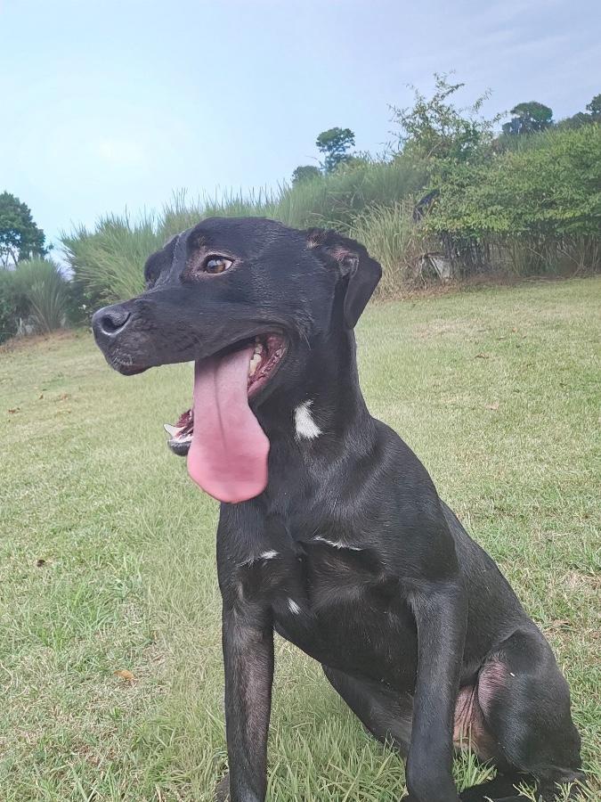 Enlarge Scout, a Adoptable mixed breed in CHURCHVILLE, NY image 1/2