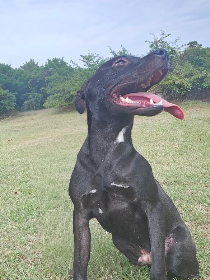 Enlarge Scout, a Adoptable mixed breed in CHURCHVILLE, NY image 2/2