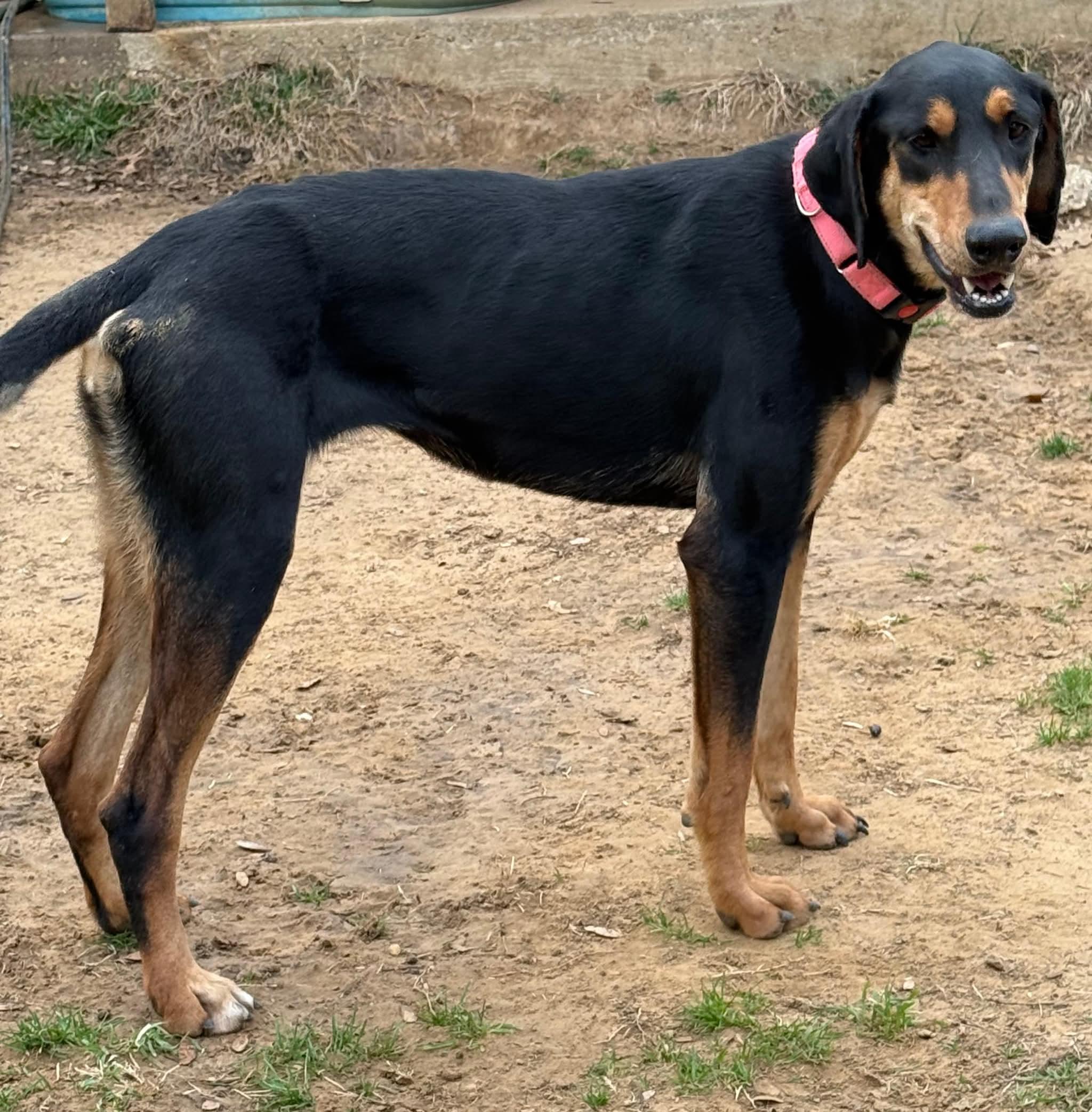 Enlarge Lucy, a Adoptable mixed breed in Chesterton, IN image 1/6